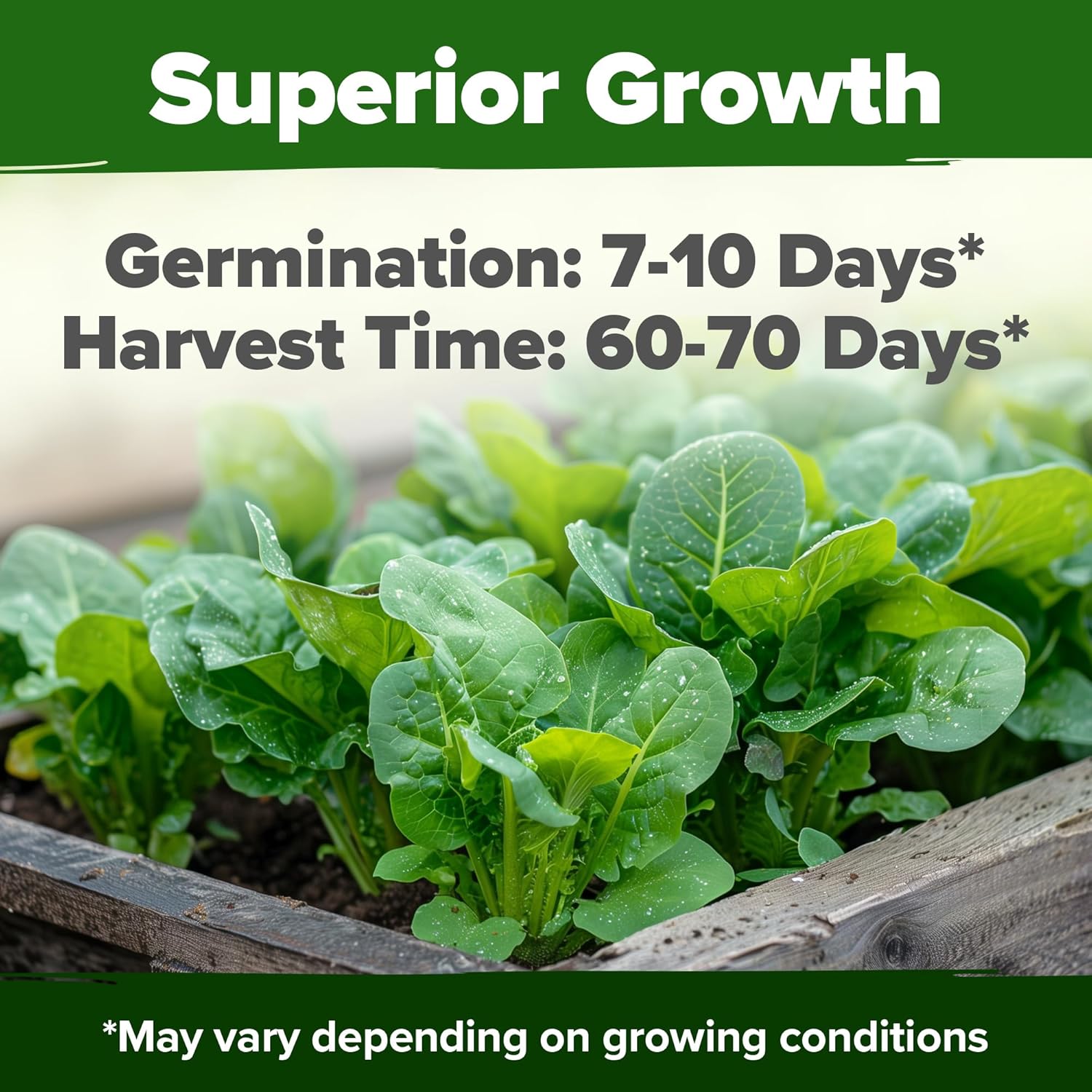 HOME GROWN English Lavender Seeds 1,500+ Non GMO Wildflower Seed for Planting Indoor/Outdoor, High Germination, Plant Flower Seeds (Lavandula antustifolia)