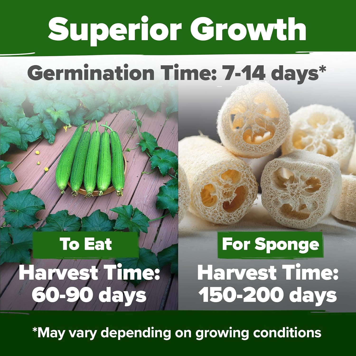 HOME GROWN English Lavender Seeds 1,500+ Non GMO Wildflower Seed for Planting Indoor/Outdoor, High Germination, Plant Flower Seeds (Lavandula antustifolia)