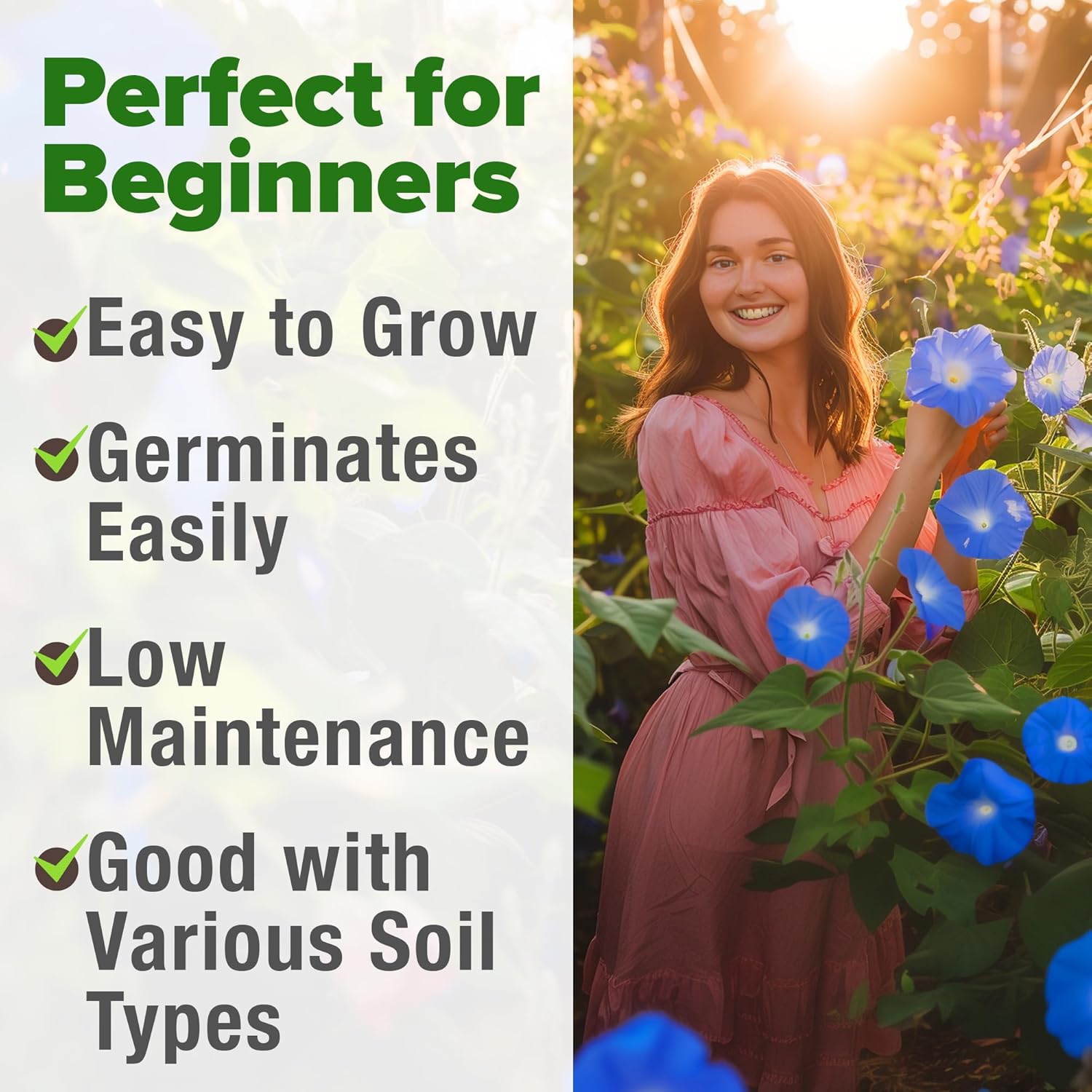 HOME GROWN English Lavender Seeds 1,500+ Non GMO Wildflower Seed for Planting Indoor/Outdoor, High Germination, Plant Flower Seeds (Lavandula antustifolia)