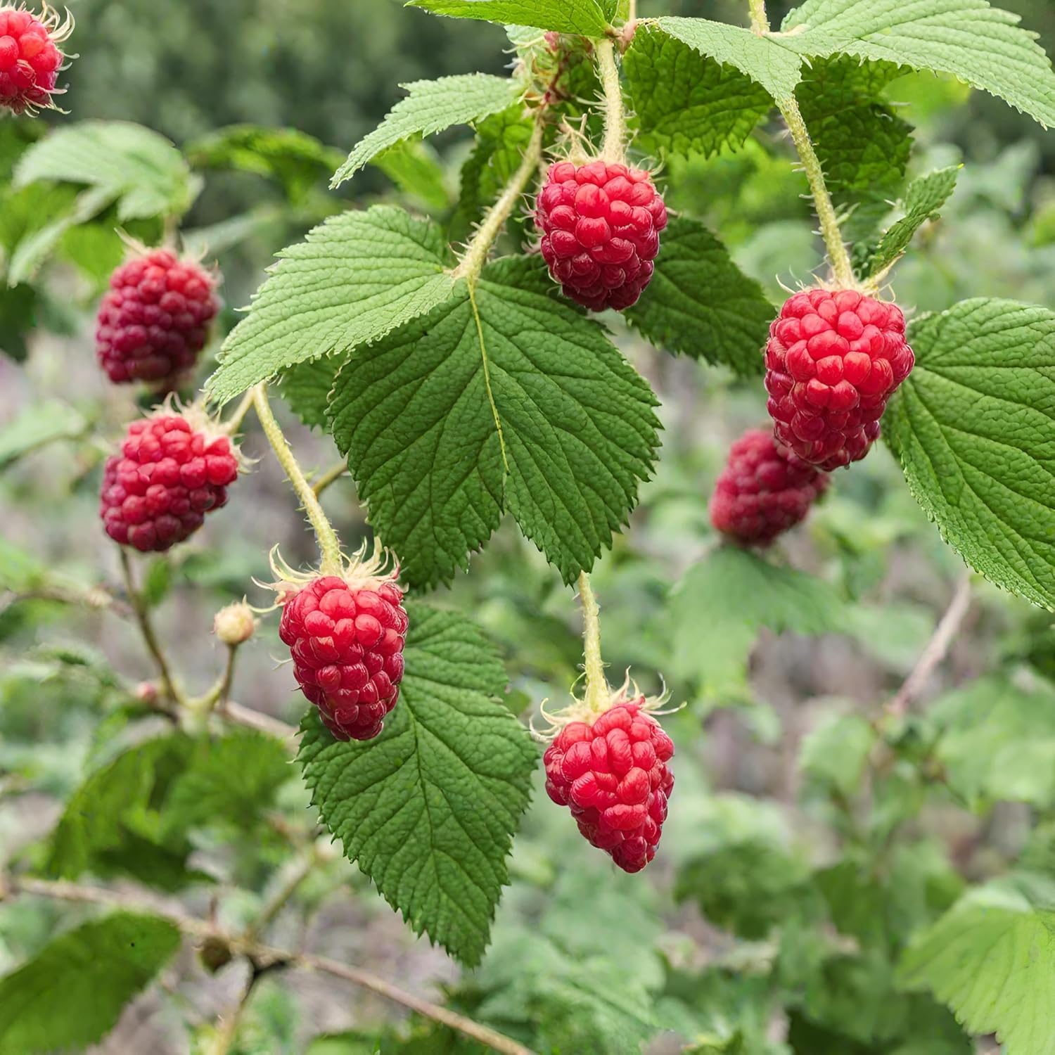 Red Raspberry Seeds for Planting 100+ Pcs Seeds Heirloom Non-GMO Fruit