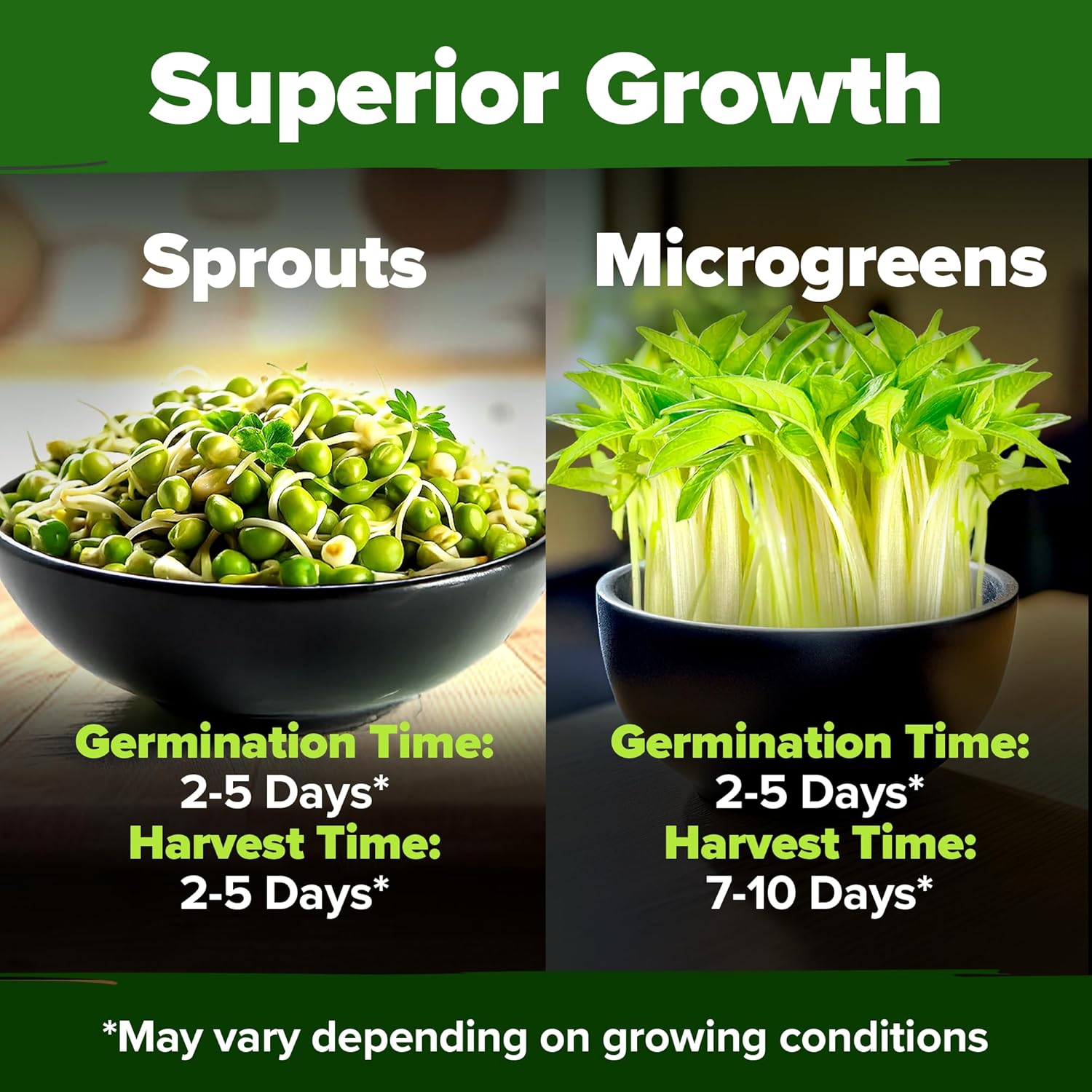 HOME GROWN English Lavender Seeds 1,500+ Non GMO Wildflower Seed for Planting Indoor/Outdoor, High Germination, Plant Flower Seeds (Lavandula antustifolia)