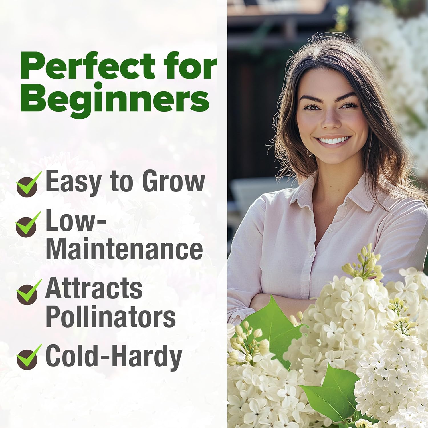 HOME GROWN English Lavender Seeds 1,500+ Non GMO Wildflower Seed for Planting Indoor/Outdoor, High Germination, Plant Flower Seeds (Lavandula antustifolia)