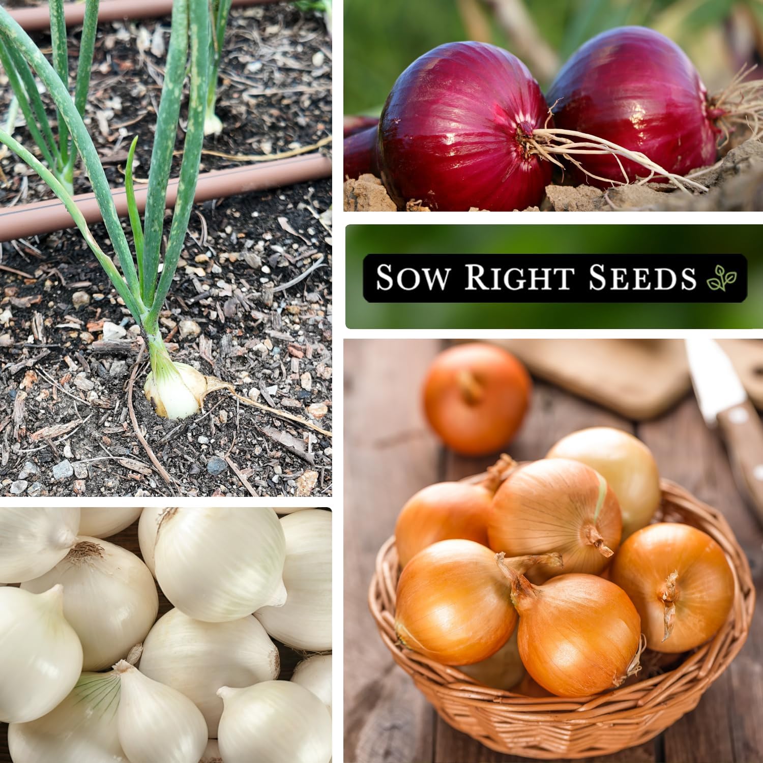 Sow Right Seeds - Short Day Onion Seed Collection for Planting - Red Creole, Crystal White Wax, Texas Early Grano - Non-GMO Heirloom Packets with Instructions to Plant a Home Vegetable Garden