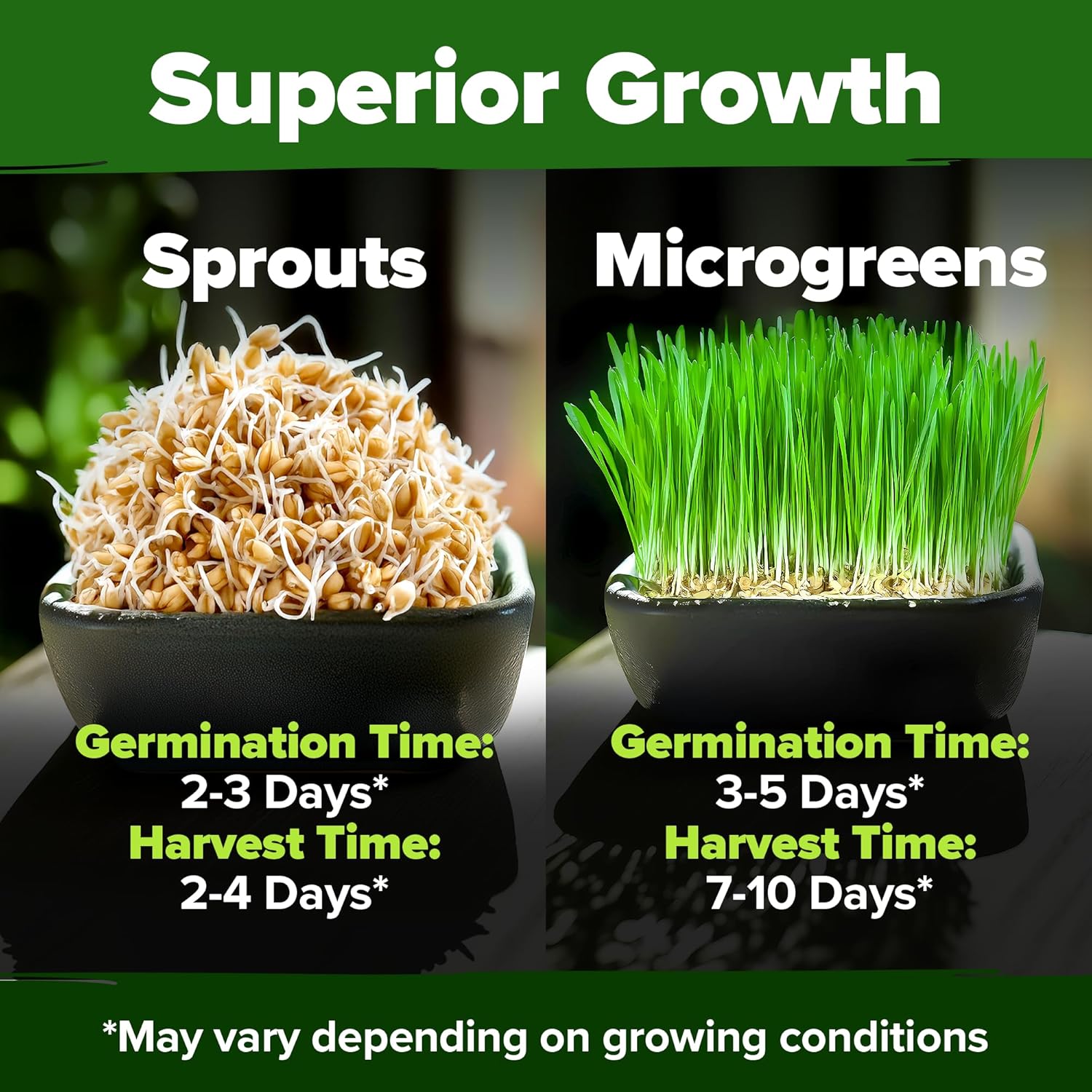 HOME GROWN English Lavender Seeds 1,500+ Non GMO Wildflower Seed for Planting Indoor/Outdoor, High Germination, Plant Flower Seeds (Lavandula antustifolia)