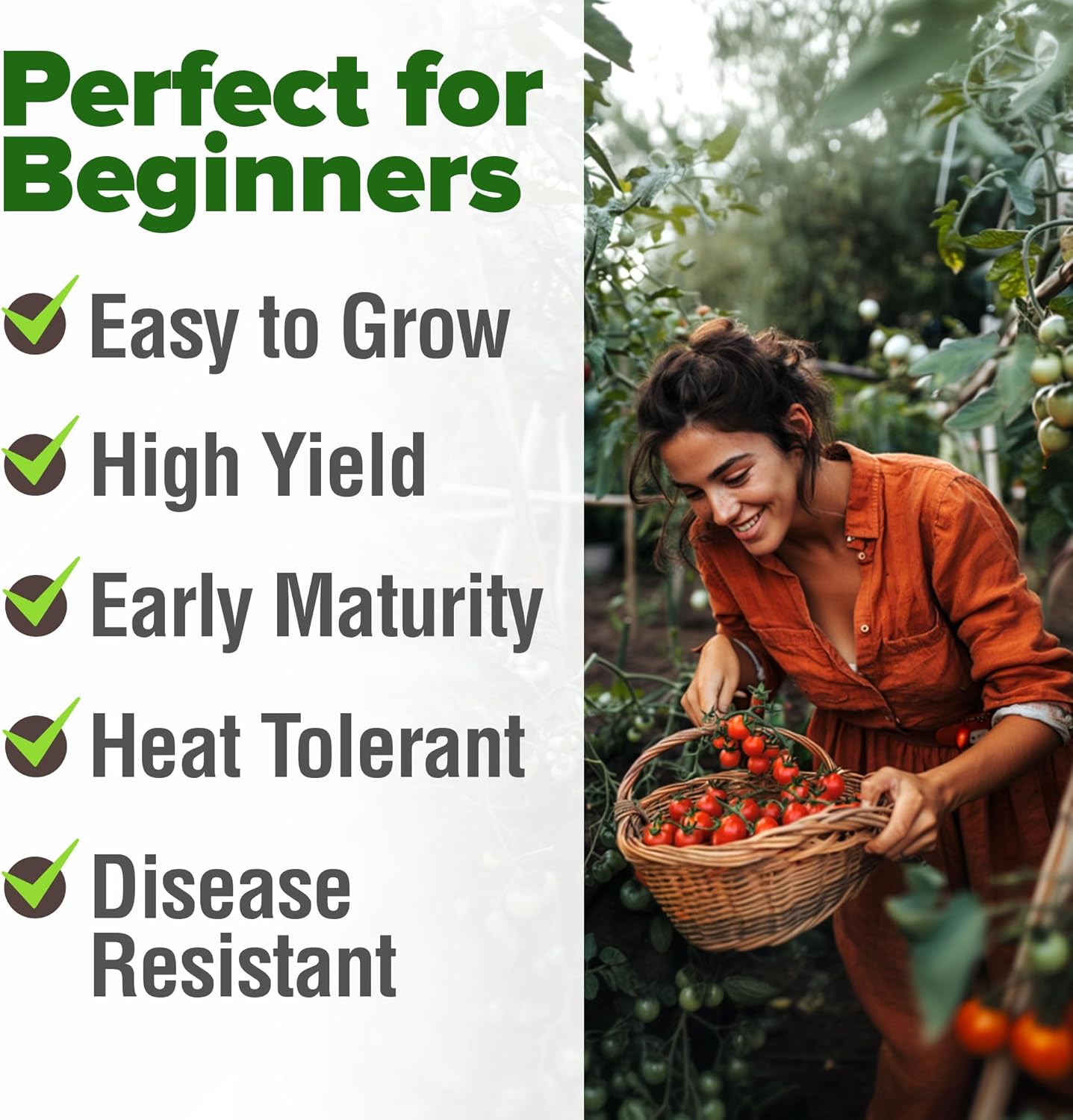 HOME GROWN English Lavender Seeds 1,500+ Non GMO Wildflower Seed for Planting Indoor/Outdoor, High Germination, Plant Flower Seeds (Lavandula antustifolia)