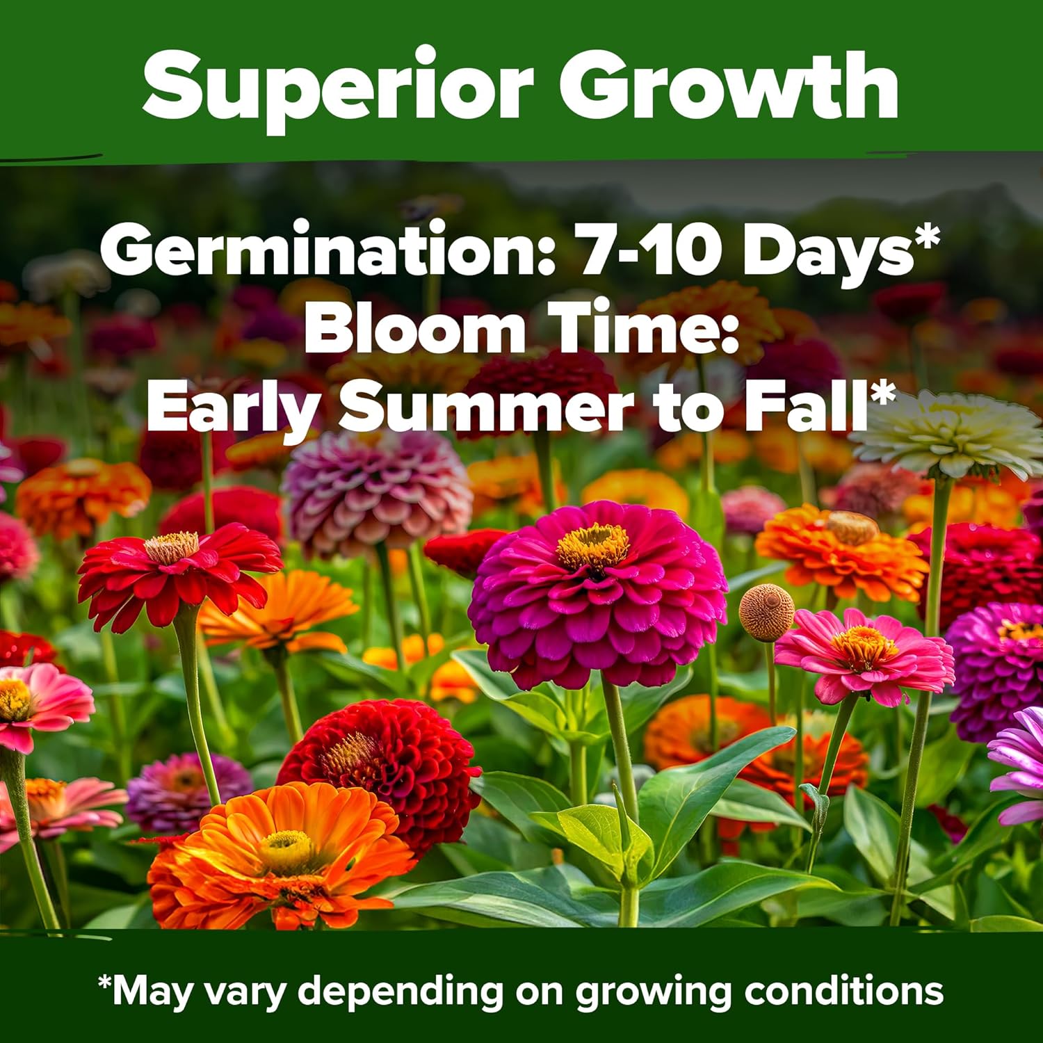 HOME GROWN English Lavender Seeds 1,500+ Non GMO Wildflower Seed for Planting Indoor/Outdoor, High Germination, Plant Flower Seeds (Lavandula antustifolia)