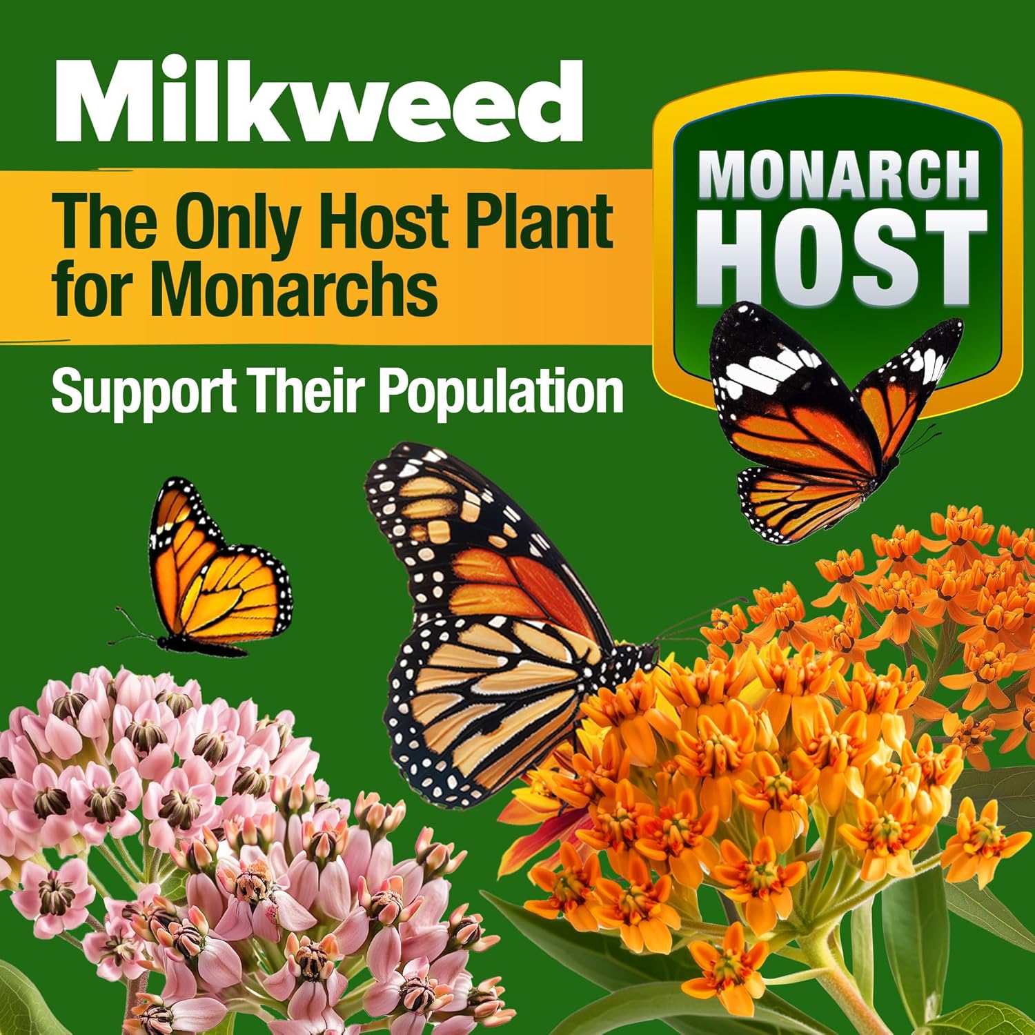 HOME GROWN English Lavender Seeds 1,500+ Non GMO Wildflower Seed for Planting Indoor/Outdoor, High Germination, Plant Flower Seeds (Lavandula antustifolia)