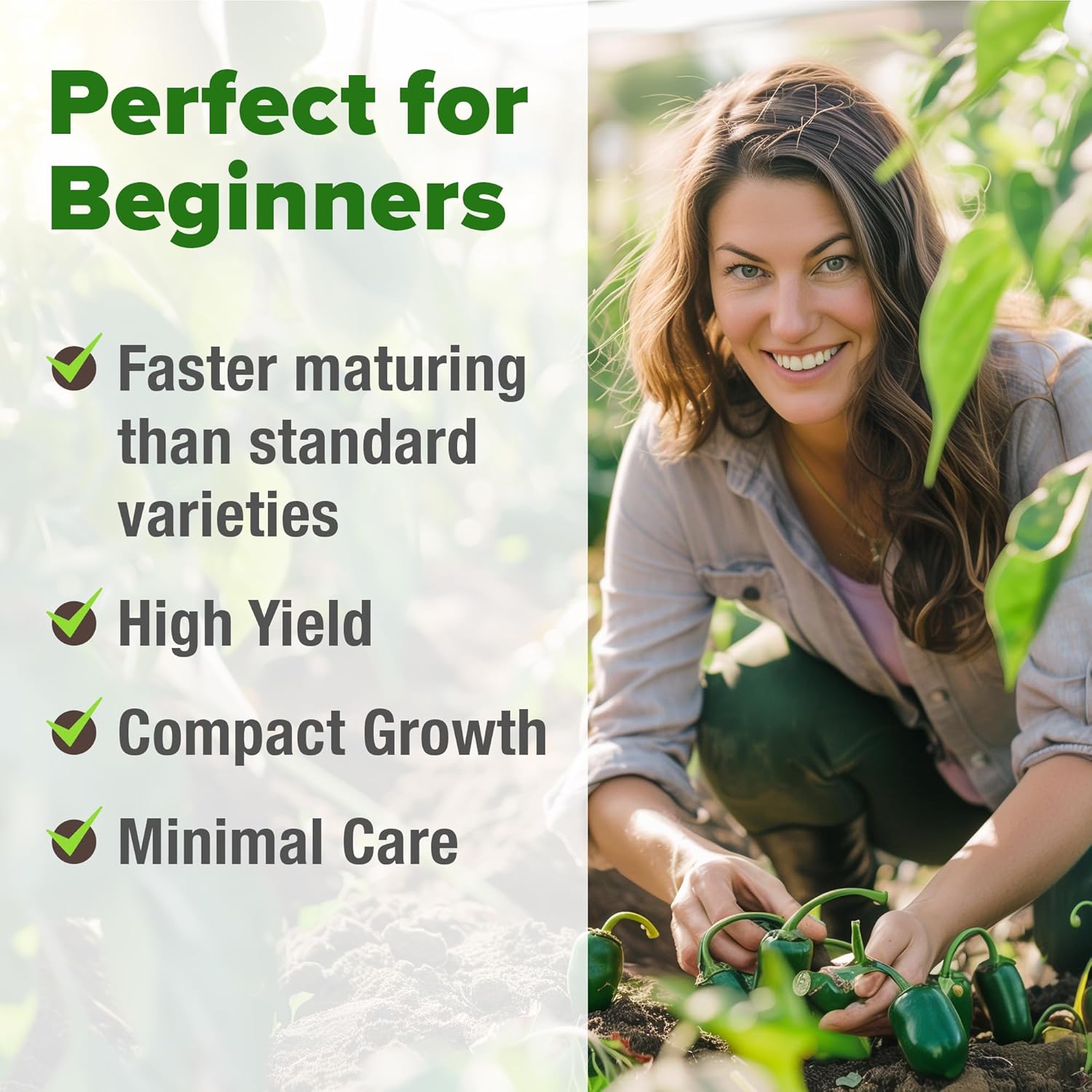 HOME GROWN English Lavender Seeds 1,500+ Non GMO Wildflower Seed for Planting Indoor/Outdoor, High Germination, Plant Flower Seeds (Lavandula antustifolia)