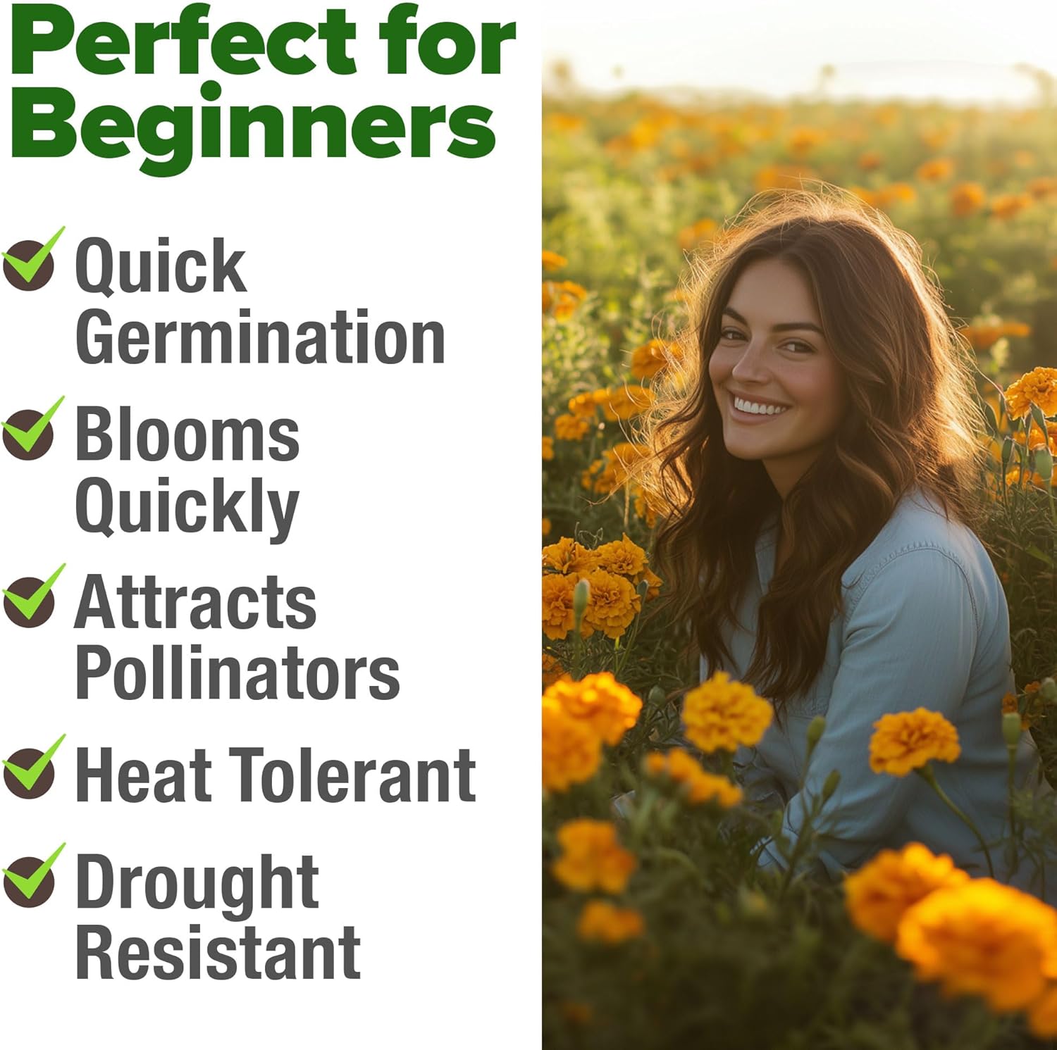 HOME GROWN English Lavender Seeds 1,500+ Non GMO Wildflower Seed for Planting Indoor/Outdoor, High Germination, Plant Flower Seeds (Lavandula antustifolia)