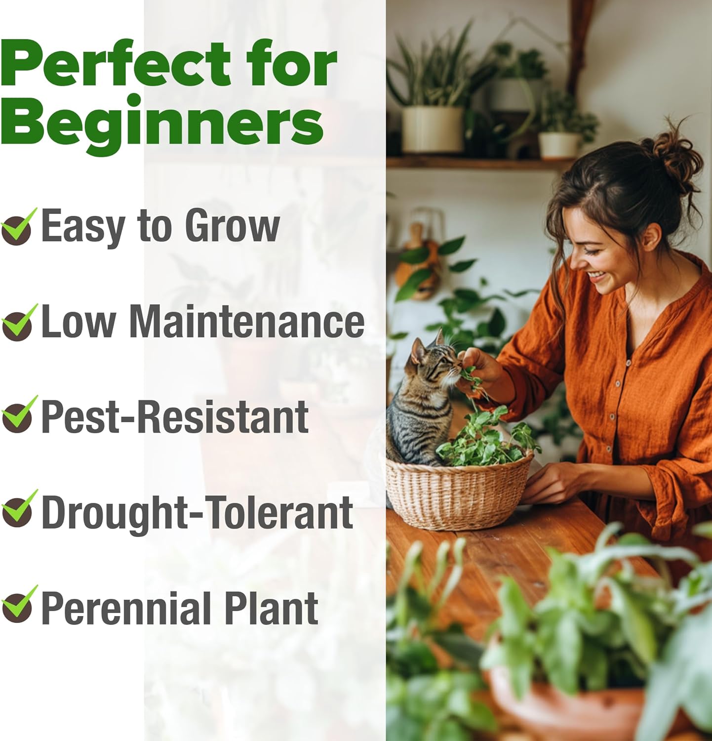 HOME GROWN English Lavender Seeds 1,500+ Non GMO Wildflower Seed for Planting Indoor/Outdoor, High Germination, Plant Flower Seeds (Lavandula antustifolia)