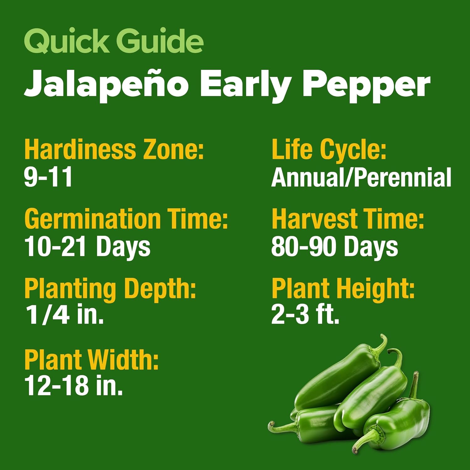 HOME GROWN English Lavender Seeds 1,500+ Non GMO Wildflower Seed for Planting Indoor/Outdoor, High Germination, Plant Flower Seeds (Lavandula antustifolia)