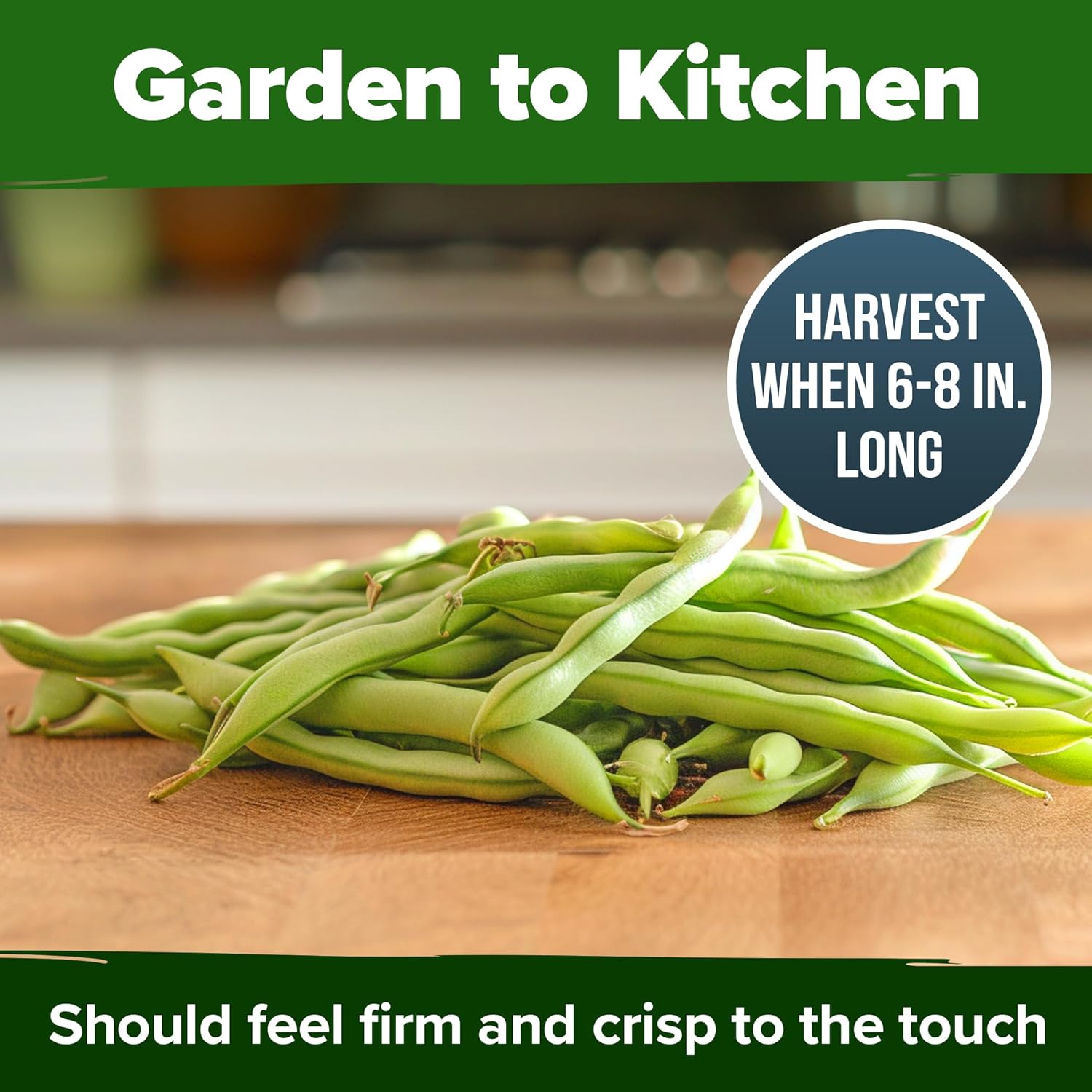 HOME GROWN English Lavender Seeds 1,500+ Non GMO Wildflower Seed for Planting Indoor/Outdoor, High Germination, Plant Flower Seeds (Lavandula antustifolia)