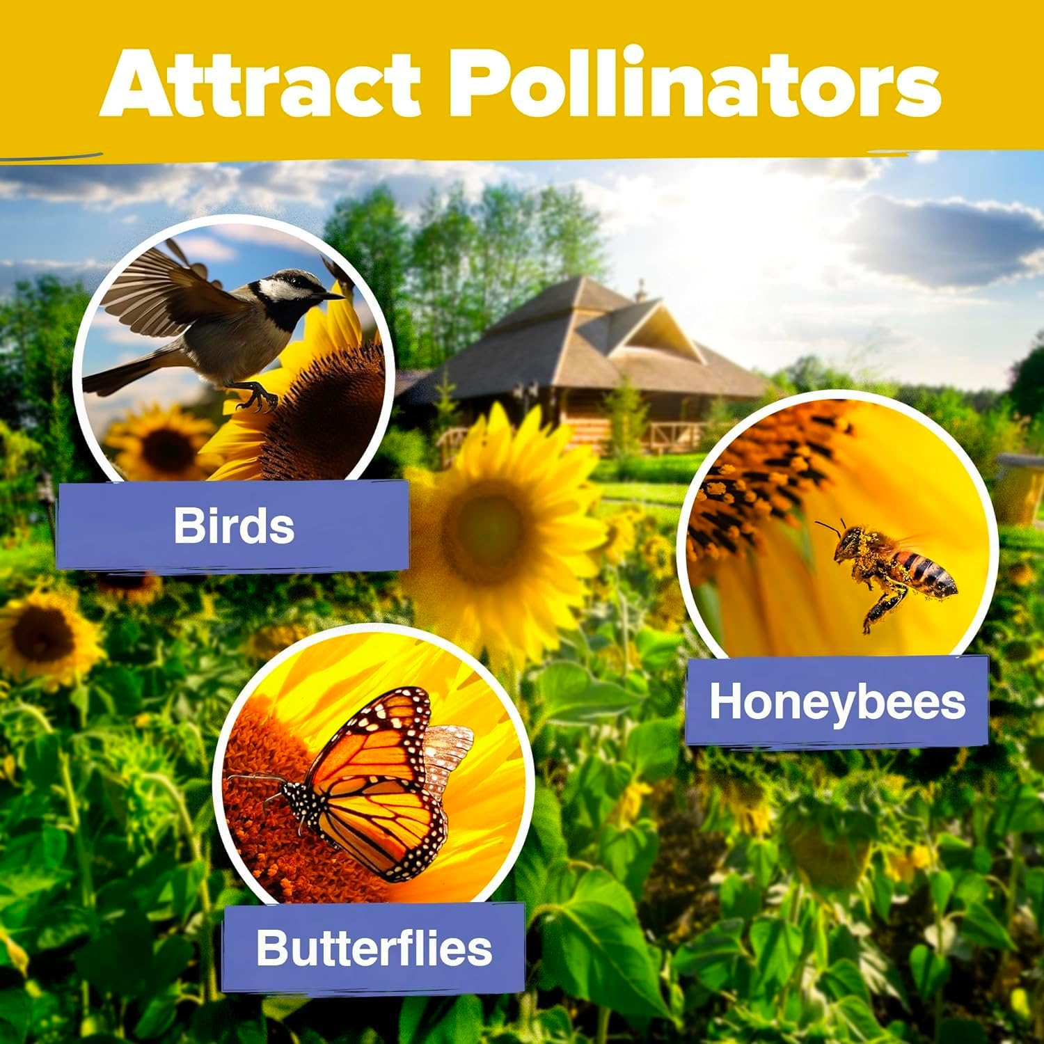 HOME GROWN English Lavender Seeds 1,500+ Non GMO Wildflower Seed for Planting Indoor/Outdoor, High Germination, Plant Flower Seeds (Lavandula antustifolia)