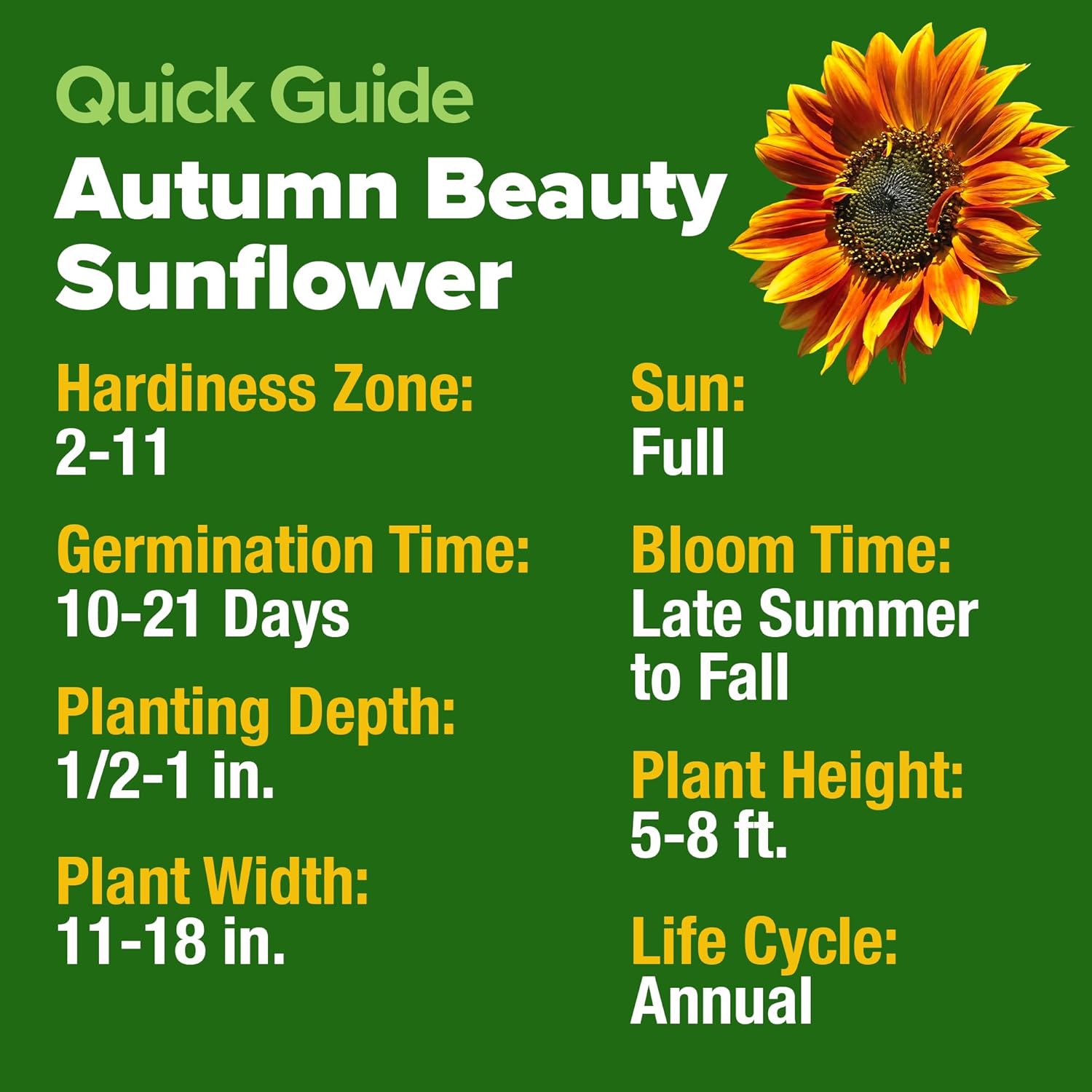 HOME GROWN English Lavender Seeds 1,500+ Non GMO Wildflower Seed for Planting Indoor/Outdoor, High Germination, Plant Flower Seeds (Lavandula antustifolia)