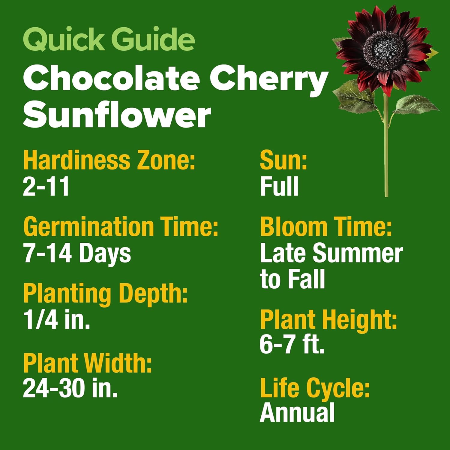 HOME GROWN English Lavender Seeds 1,500+ Non GMO Wildflower Seed for Planting Indoor/Outdoor, High Germination, Plant Flower Seeds (Lavandula antustifolia)