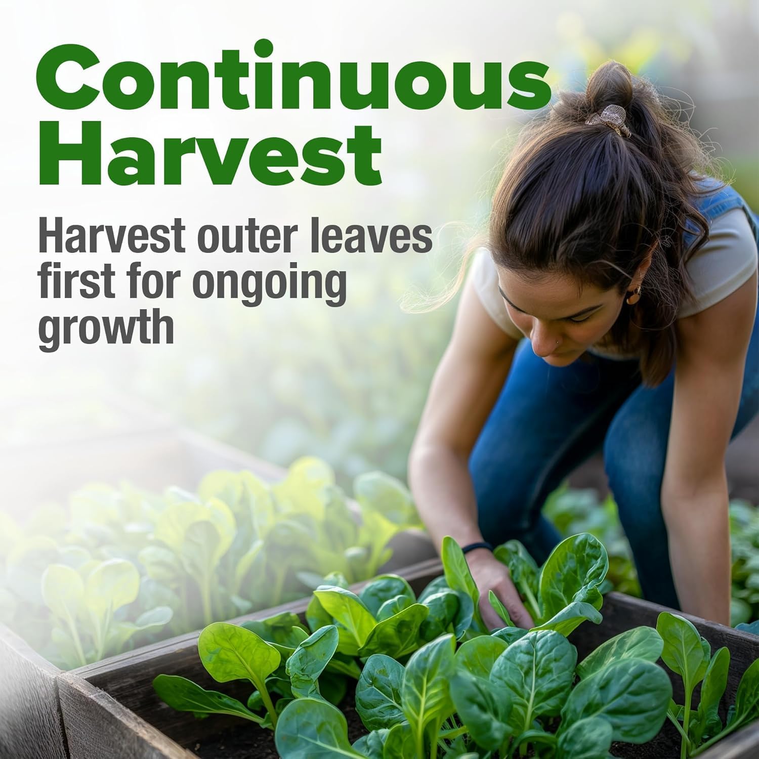 HOME GROWN English Lavender Seeds 1,500+ Non GMO Wildflower Seed for Planting Indoor/Outdoor, High Germination, Plant Flower Seeds (Lavandula antustifolia)