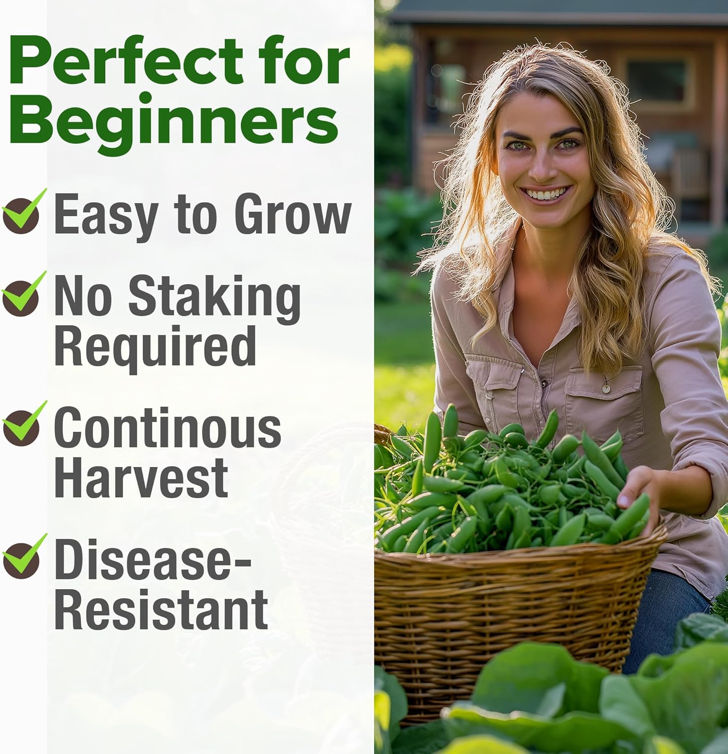 HOME GROWN English Lavender Seeds 1,500+ Non GMO Wildflower Seed for Planting Indoor/Outdoor, High Germination, Plant Flower Seeds (Lavandula antustifolia)