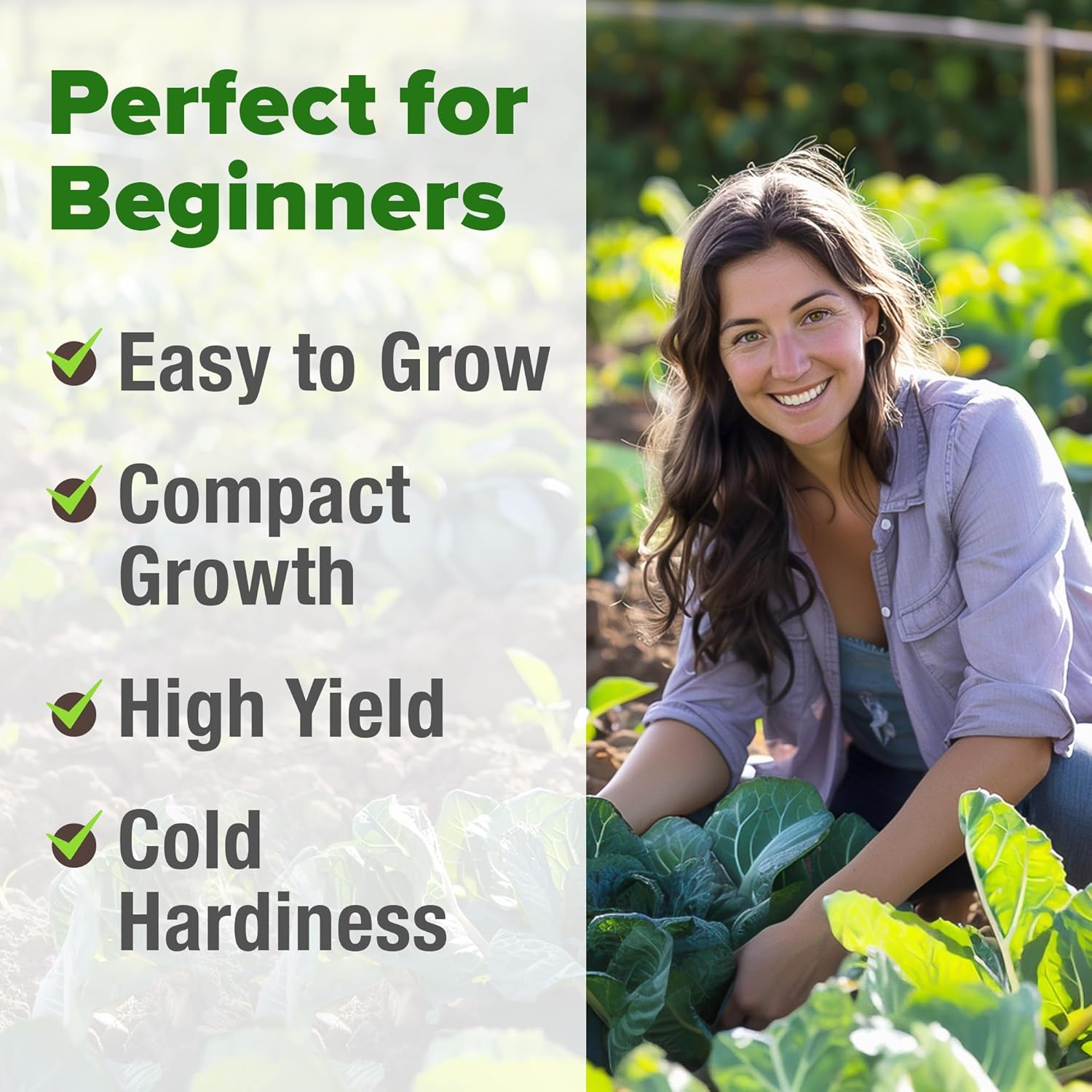 HOME GROWN English Lavender Seeds 1,500+ Non GMO Wildflower Seed for Planting Indoor/Outdoor, High Germination, Plant Flower Seeds (Lavandula antustifolia)