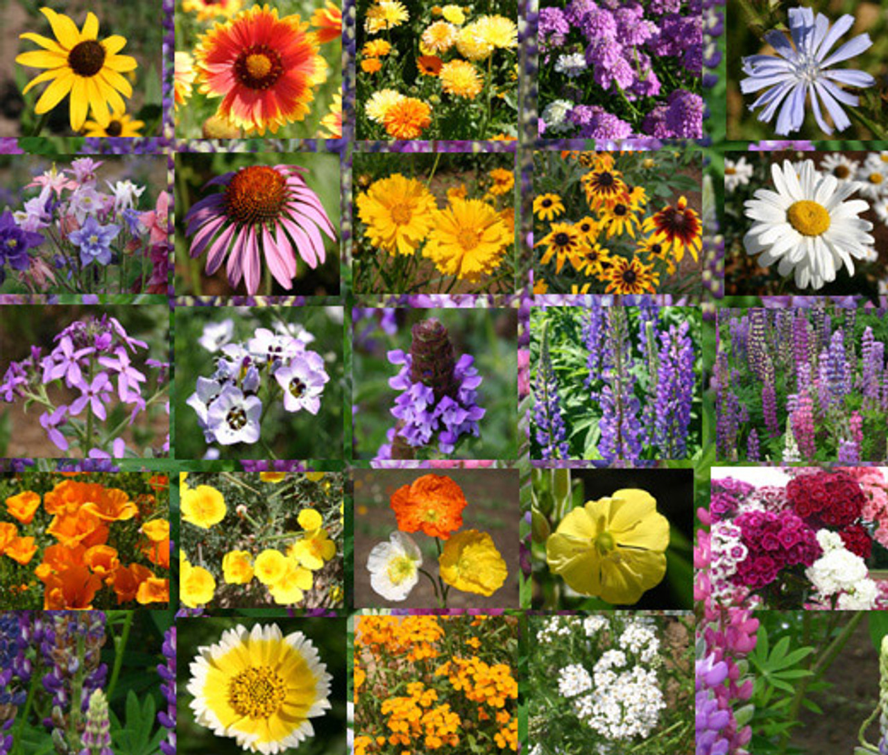 🐝Insect-friendly🔥Over 60 Mixed Perennial Flower Seeds🌿Pure Non-GMO