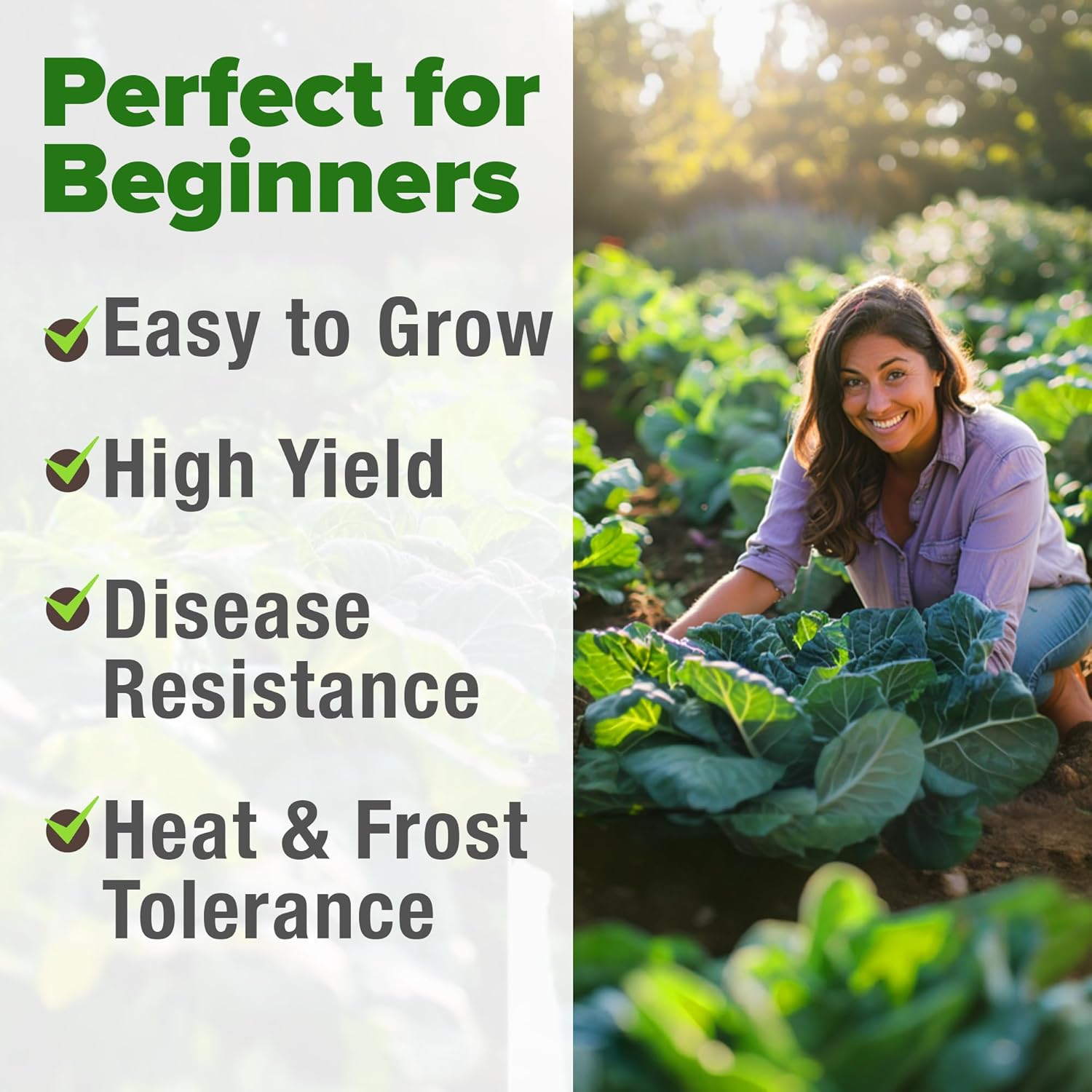 HOME GROWN English Lavender Seeds 1,500+ Non GMO Wildflower Seed for Planting Indoor/Outdoor, High Germination, Plant Flower Seeds (Lavandula antustifolia)