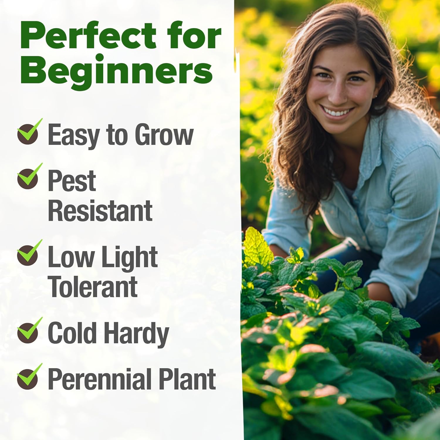 HOME GROWN English Lavender Seeds 1,500+ Non GMO Wildflower Seed for Planting Indoor/Outdoor, High Germination, Plant Flower Seeds (Lavandula antustifolia)