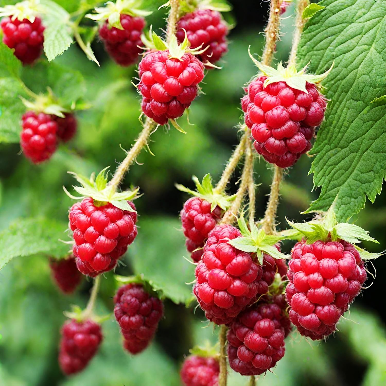 Red Raspberry Seeds for Planting 100+ Pcs Seeds Heirloom Non-GMO Fruit