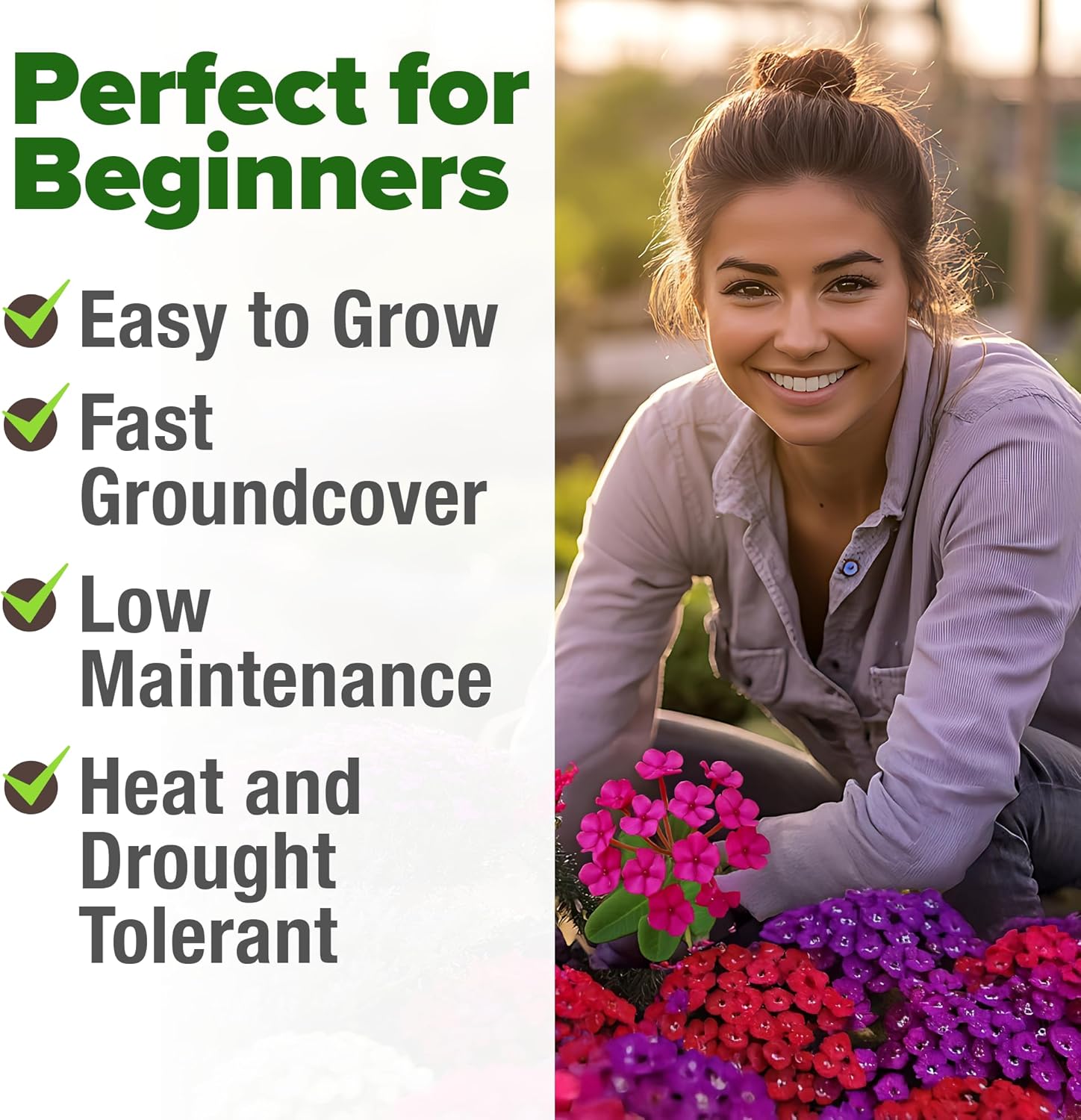 HOME GROWN English Lavender Seeds 1,500+ Non GMO Wildflower Seed for Planting Indoor/Outdoor, High Germination, Plant Flower Seeds (Lavandula antustifolia)