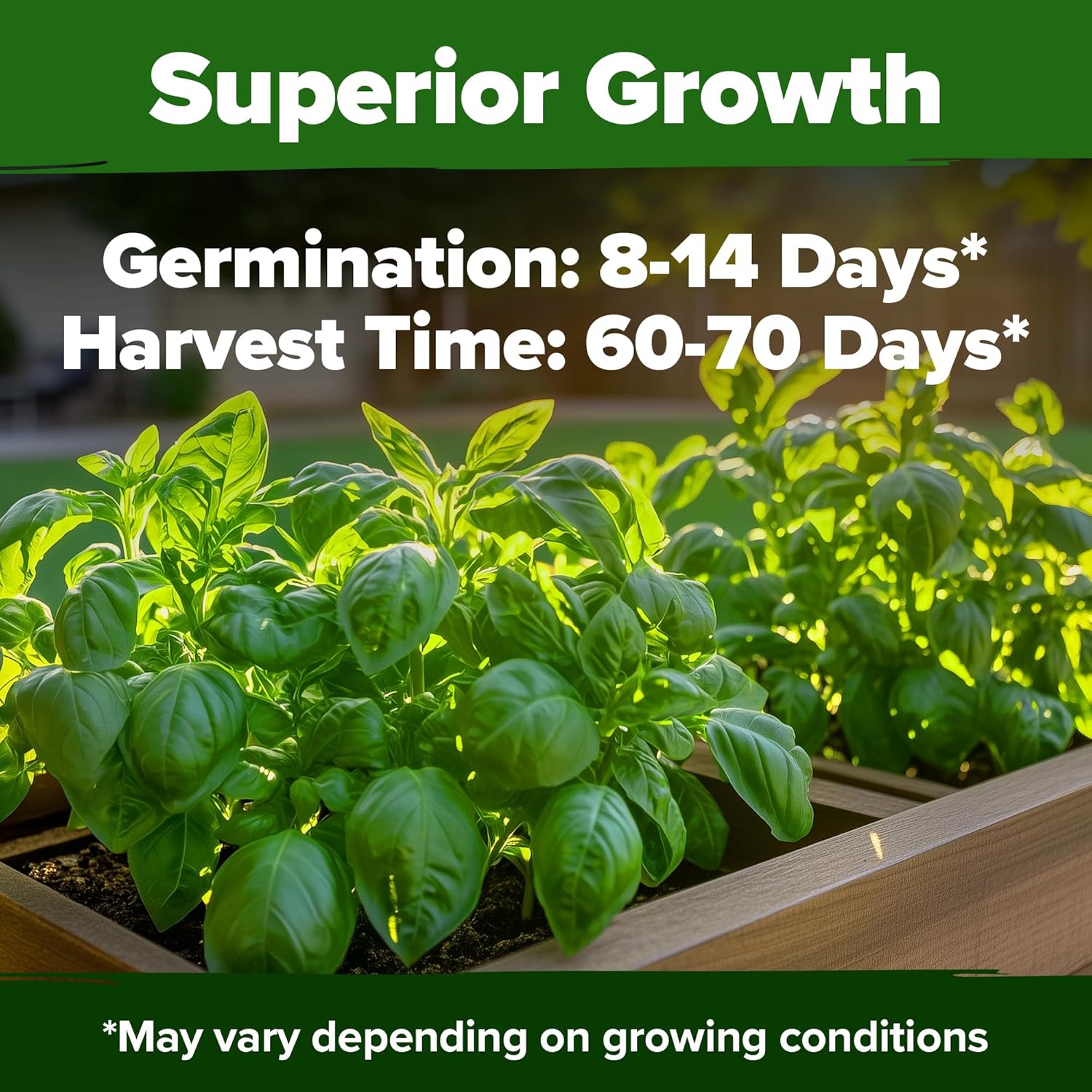 HOME GROWN English Lavender Seeds 1,500+ Non GMO Wildflower Seed for Planting Indoor/Outdoor, High Germination, Plant Flower Seeds (Lavandula antustifolia)