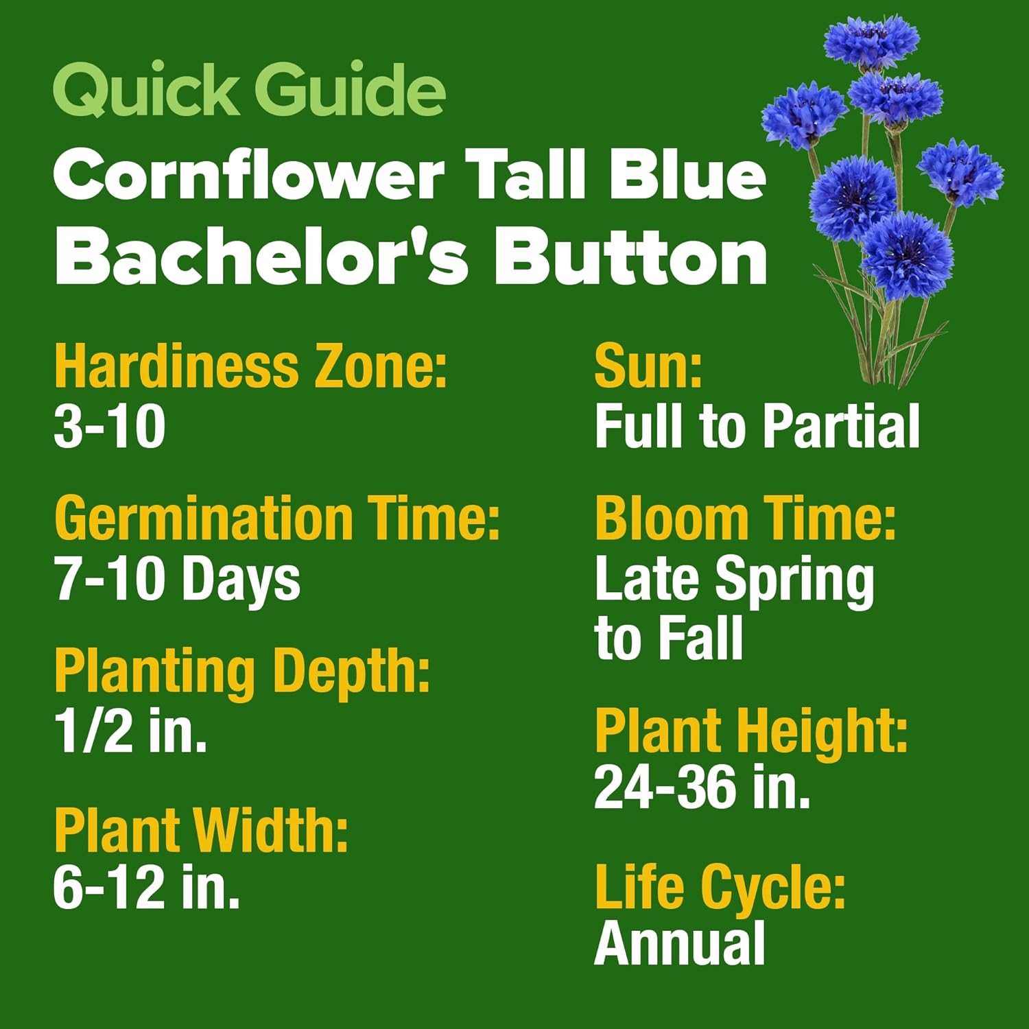 HOME GROWN English Lavender Seeds 1,500+ Non GMO Wildflower Seed for Planting Indoor/Outdoor, High Germination, Plant Flower Seeds (Lavandula antustifolia)