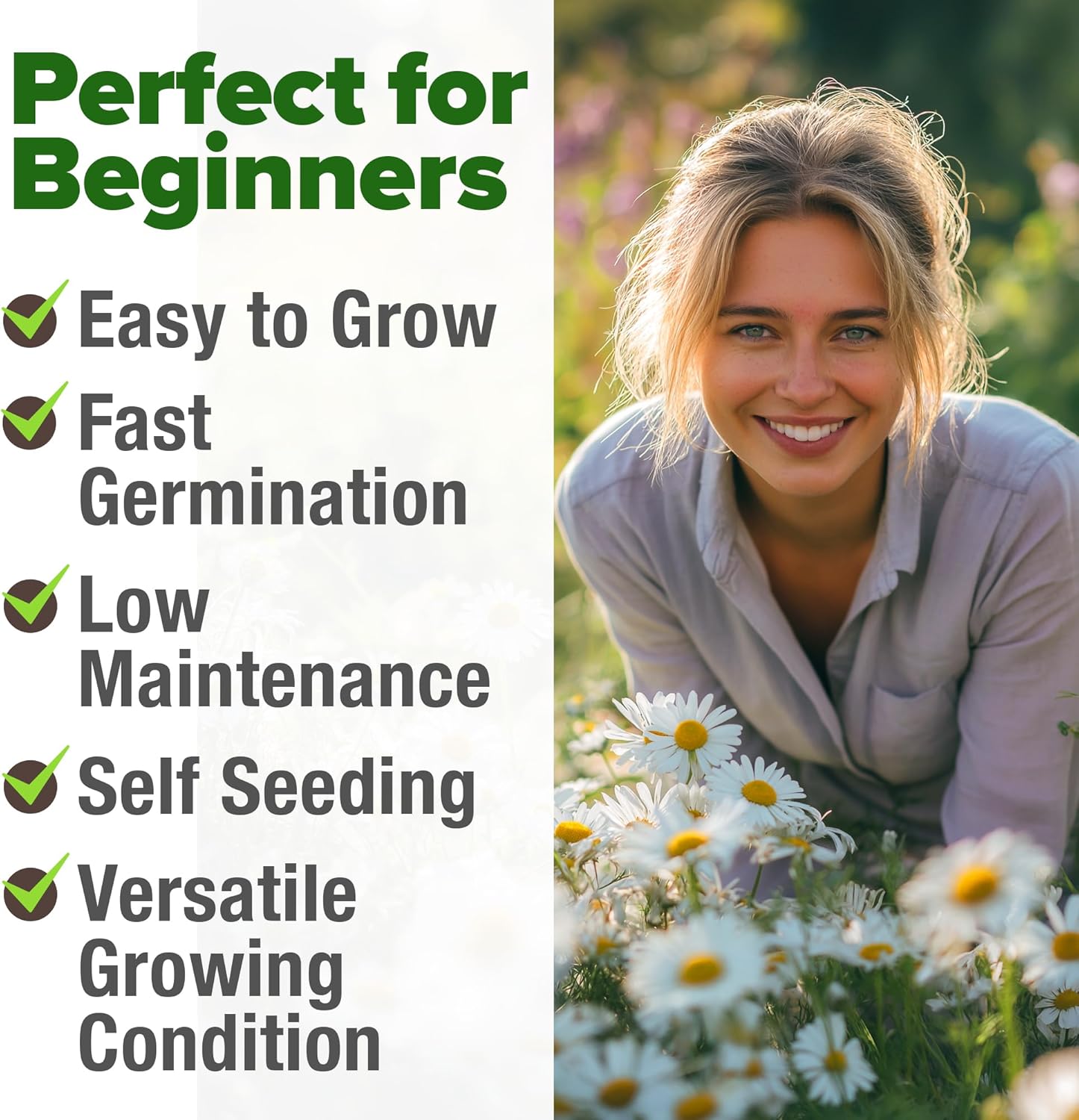 HOME GROWN English Lavender Seeds 1,500+ Non GMO Wildflower Seed for Planting Indoor/Outdoor, High Germination, Plant Flower Seeds (Lavandula antustifolia)