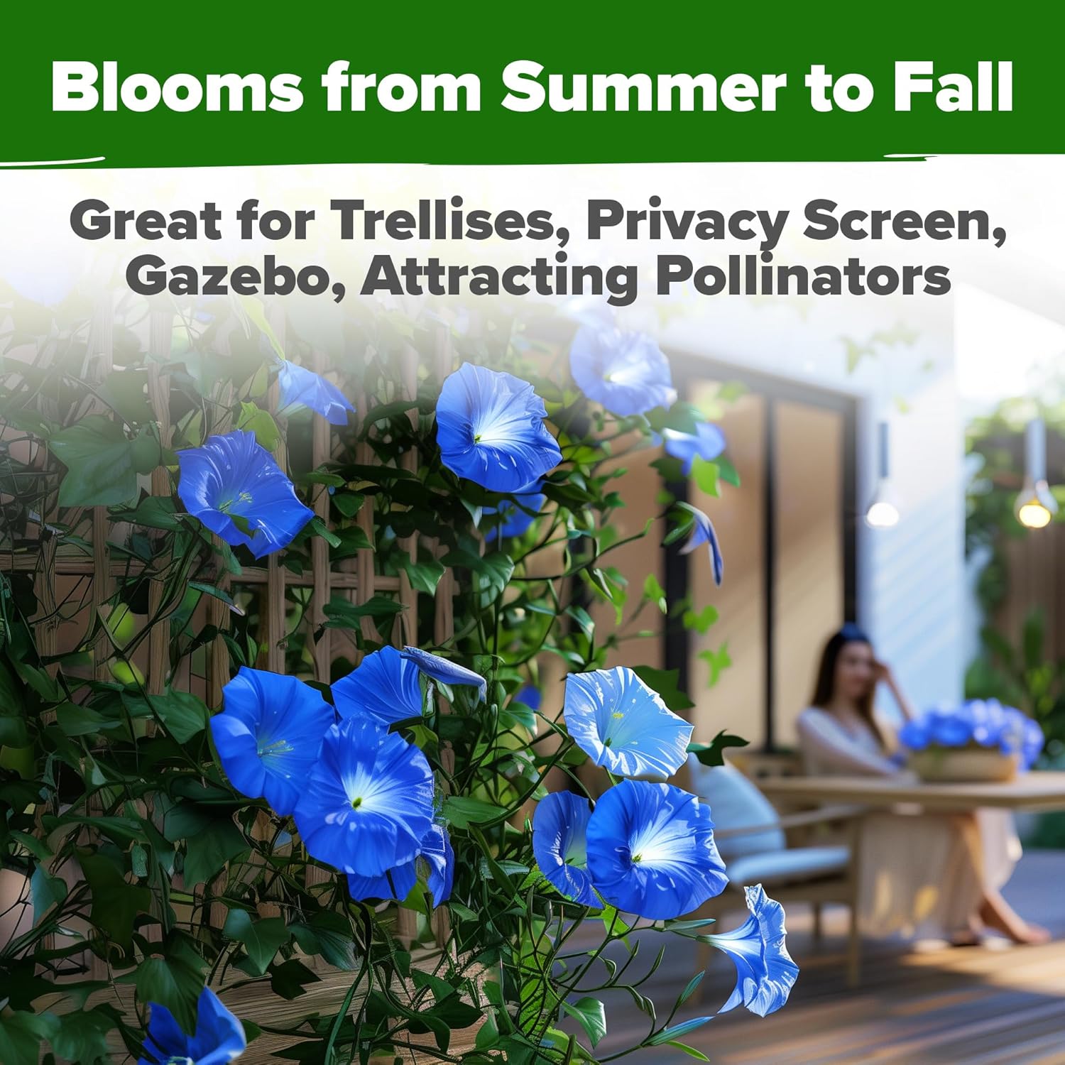 HOME GROWN English Lavender Seeds 1,500+ Non GMO Wildflower Seed for Planting Indoor/Outdoor, High Germination, Plant Flower Seeds (Lavandula antustifolia)