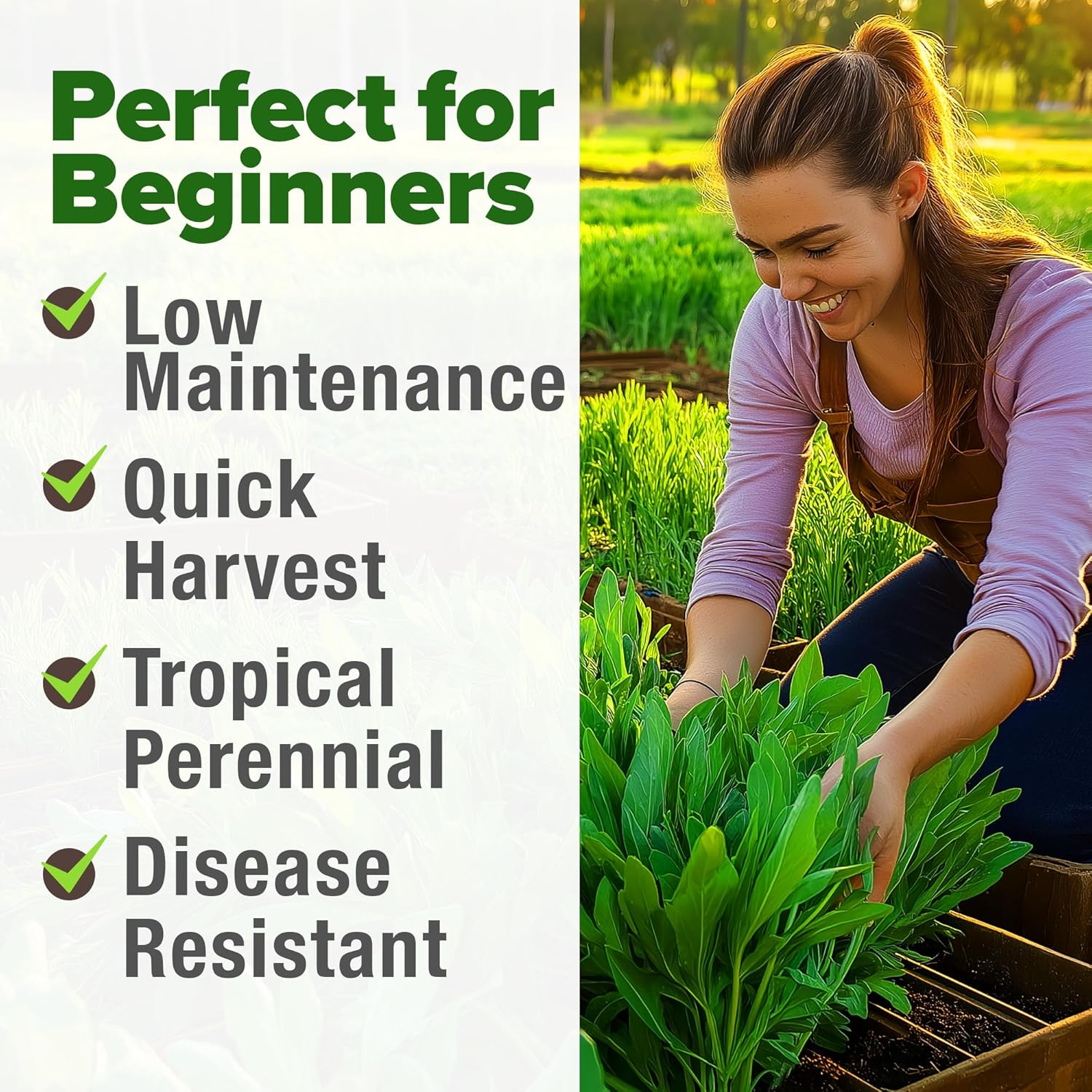 HOME GROWN English Lavender Seeds 1,500+ Non GMO Wildflower Seed for Planting Indoor/Outdoor, High Germination, Plant Flower Seeds (Lavandula antustifolia)