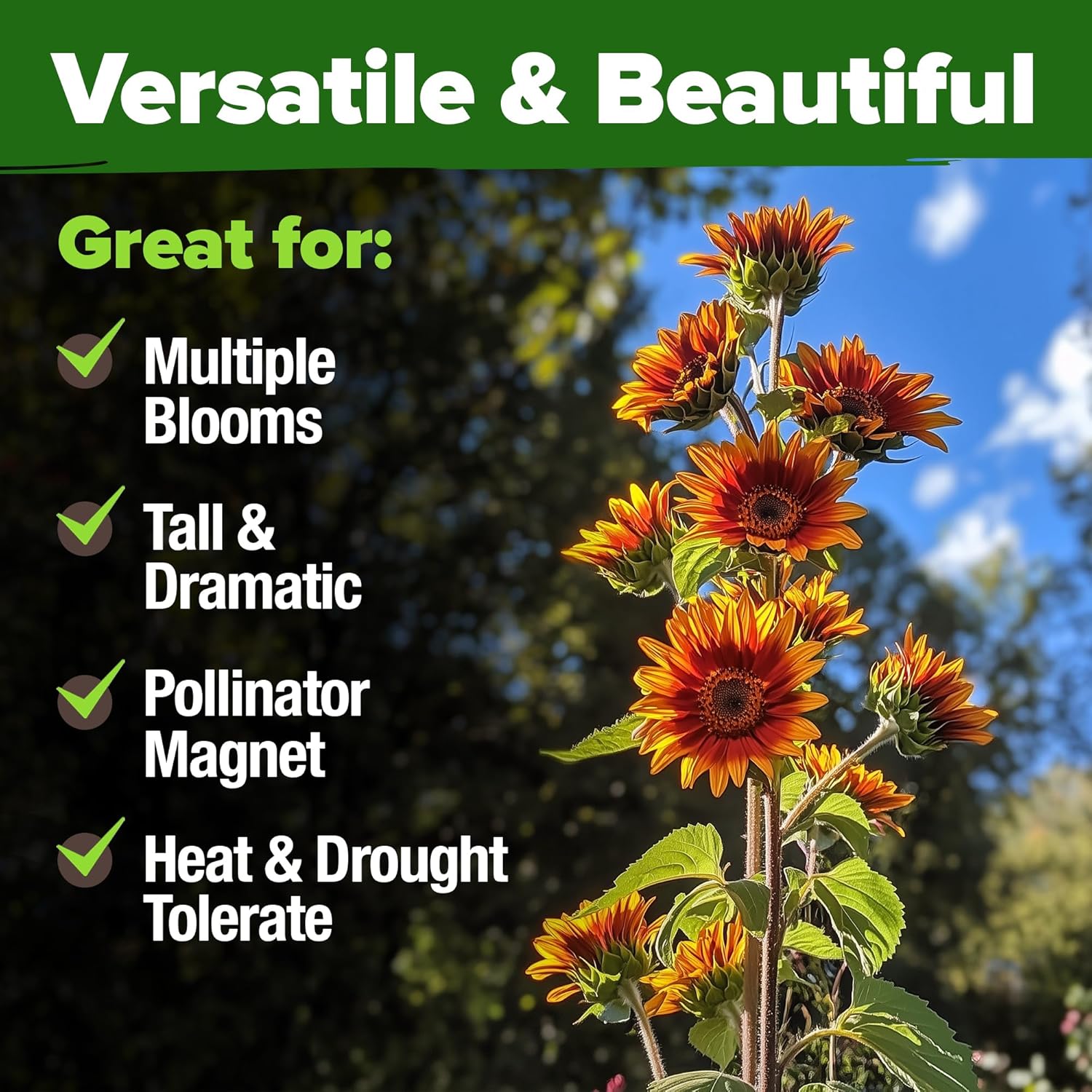 HOME GROWN English Lavender Seeds 1,500+ Non GMO Wildflower Seed for Planting Indoor/Outdoor, High Germination, Plant Flower Seeds (Lavandula antustifolia)