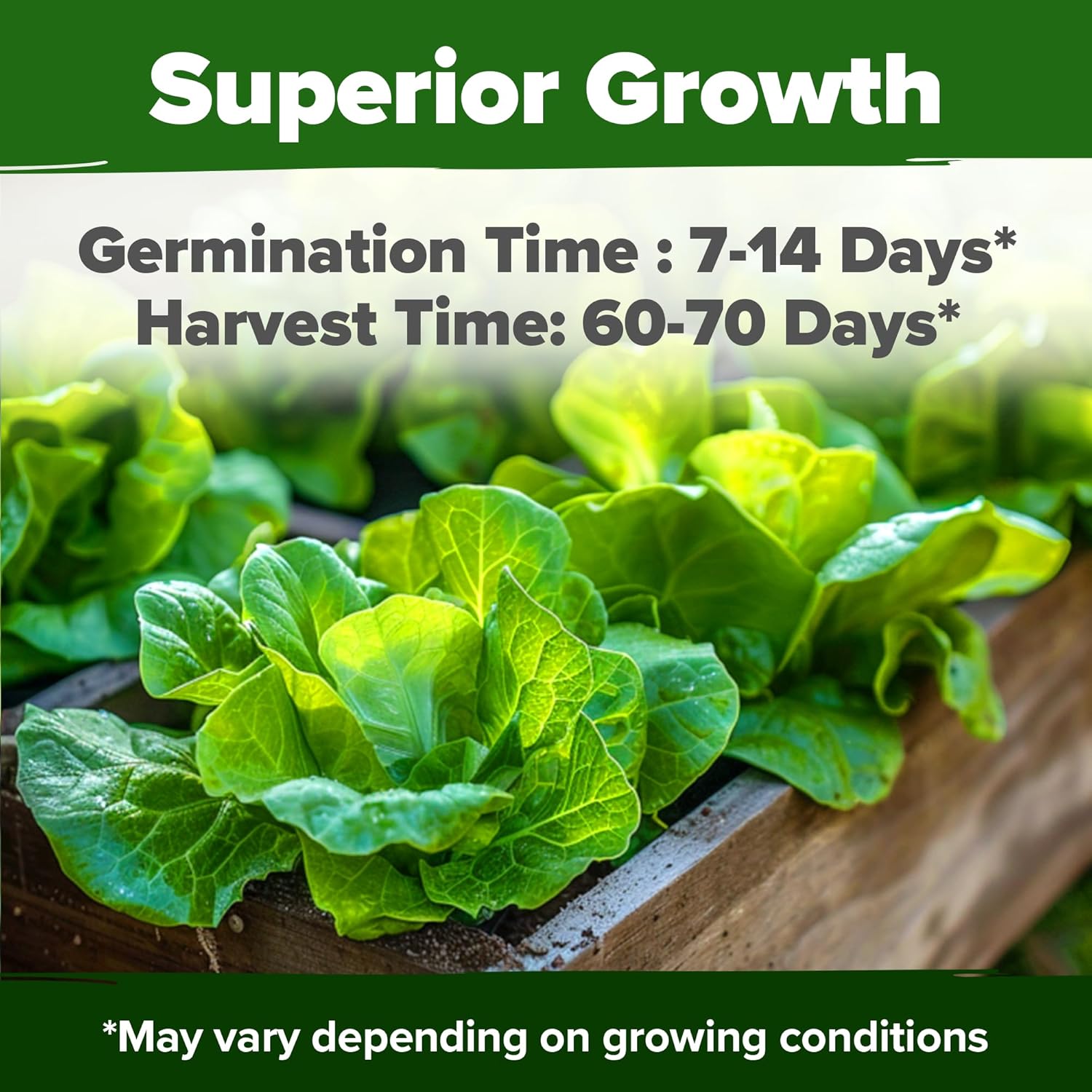 HOME GROWN English Lavender Seeds 1,500+ Non GMO Wildflower Seed for Planting Indoor/Outdoor, High Germination, Plant Flower Seeds (Lavandula antustifolia)