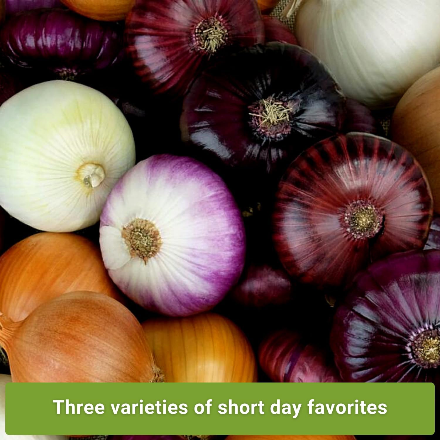 Sow Right Seeds - Short Day Onion Seed Collection for Planting - Red Creole, Crystal White Wax, Texas Early Grano - Non-GMO Heirloom Packets with Instructions to Plant a Home Vegetable Garden