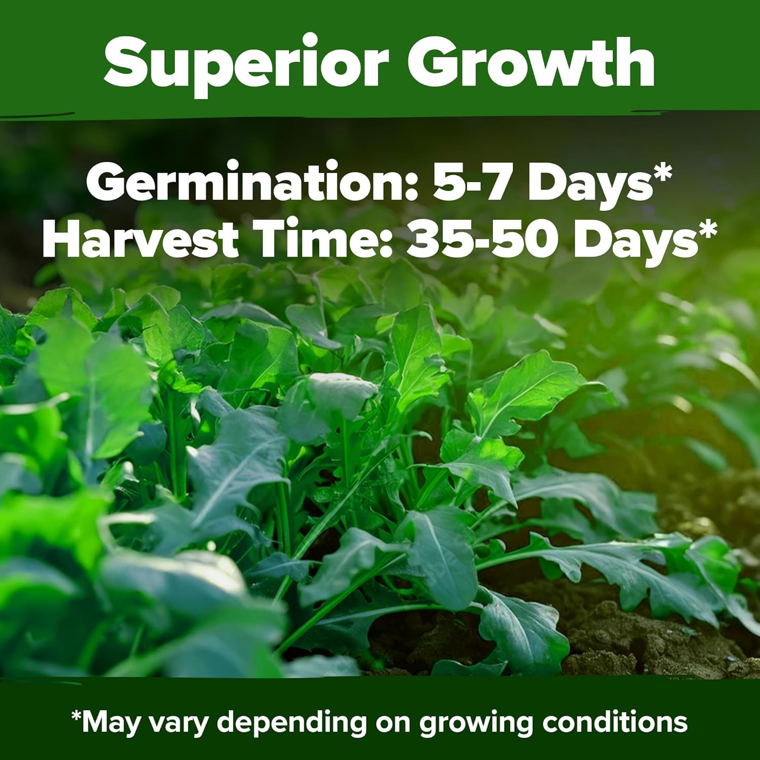 HOME GROWN English Lavender Seeds 1,500+ Non GMO Wildflower Seed for Planting Indoor/Outdoor, High Germination, Plant Flower Seeds (Lavandula antustifolia)