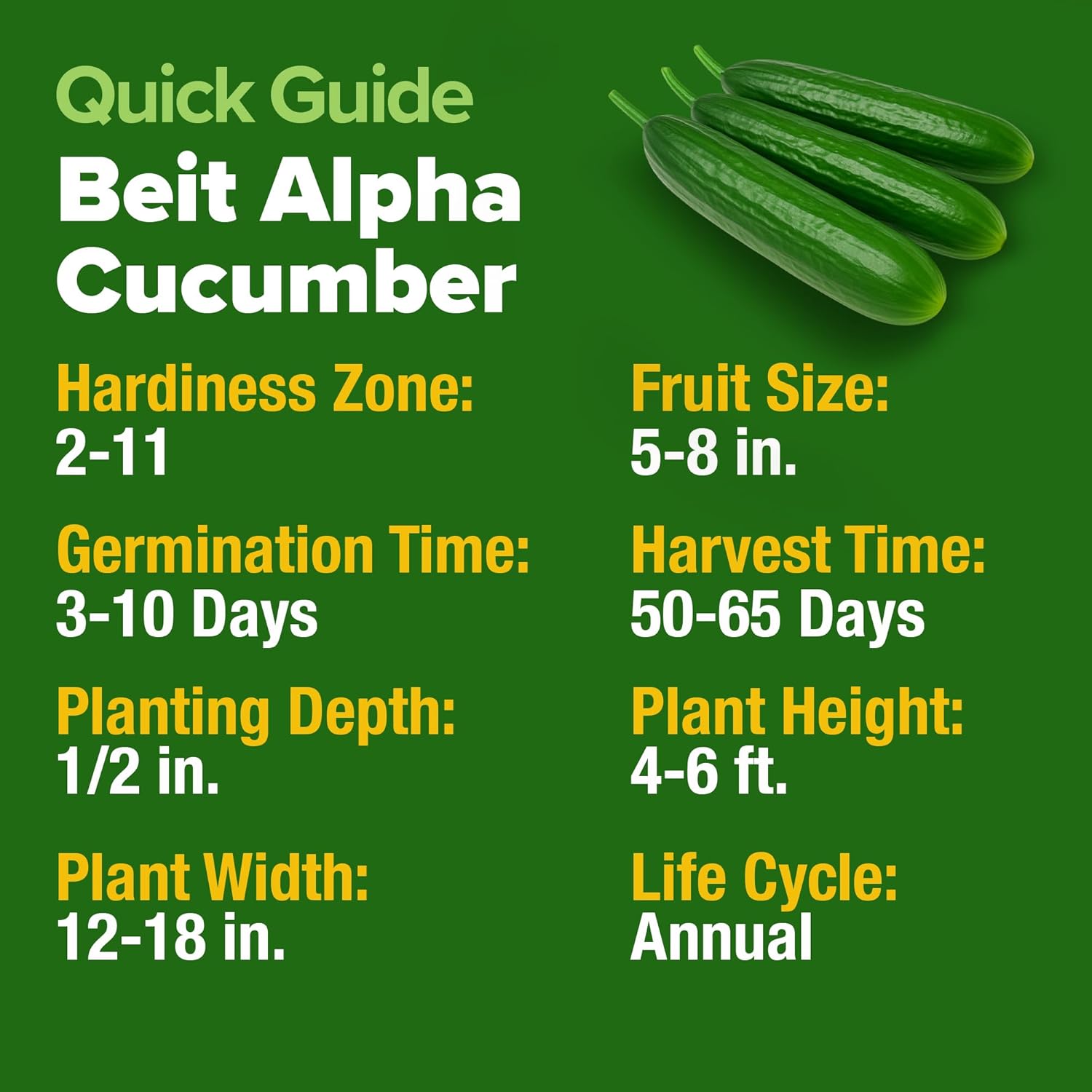 HOME GROWN English Lavender Seeds 1,500+ Non GMO Wildflower Seed for Planting Indoor/Outdoor, High Germination, Plant Flower Seeds (Lavandula antustifolia)