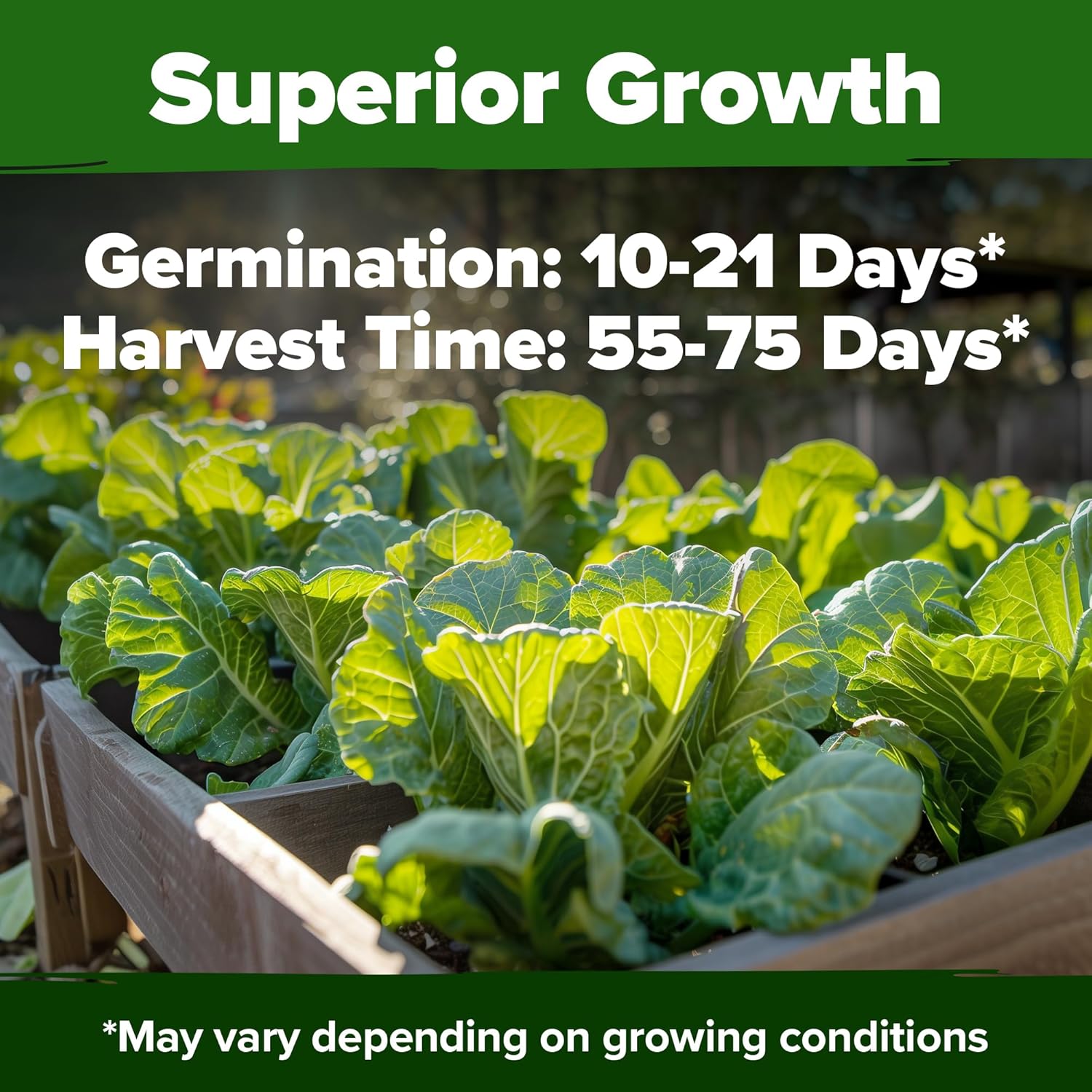 HOME GROWN English Lavender Seeds 1,500+ Non GMO Wildflower Seed for Planting Indoor/Outdoor, High Germination, Plant Flower Seeds (Lavandula antustifolia)