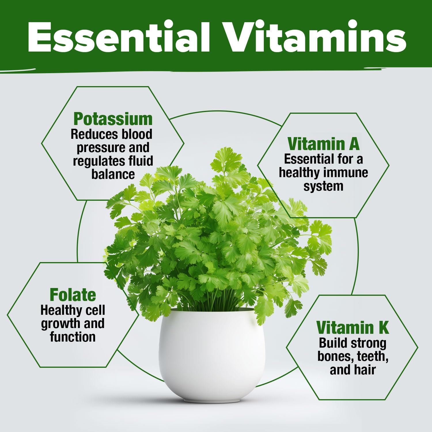 HOME GROWN English Lavender Seeds 1,500+ Non GMO Wildflower Seed for Planting Indoor/Outdoor, High Germination, Plant Flower Seeds (Lavandula antustifolia)