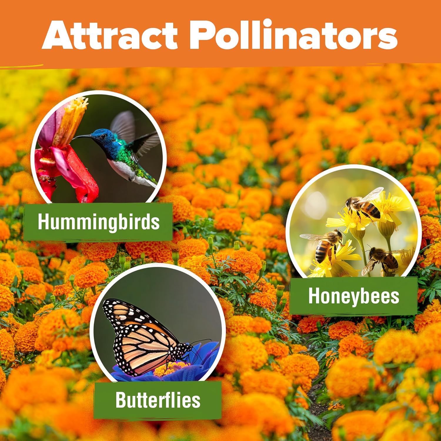 HOME GROWN English Lavender Seeds 1,500+ Non GMO Wildflower Seed for Planting Indoor/Outdoor, High Germination, Plant Flower Seeds (Lavandula antustifolia)