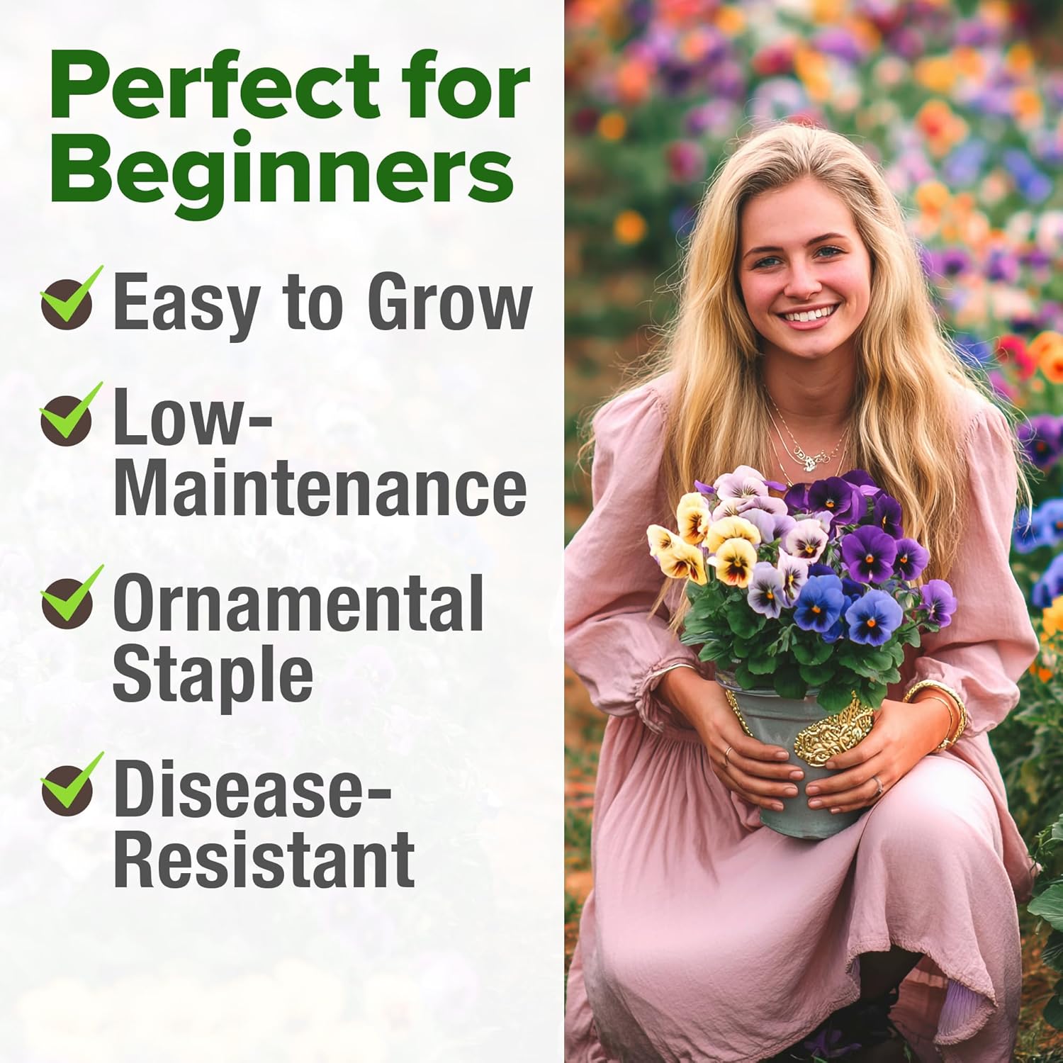 HOME GROWN English Lavender Seeds 1,500+ Non GMO Wildflower Seed for Planting Indoor/Outdoor, High Germination, Plant Flower Seeds (Lavandula antustifolia)