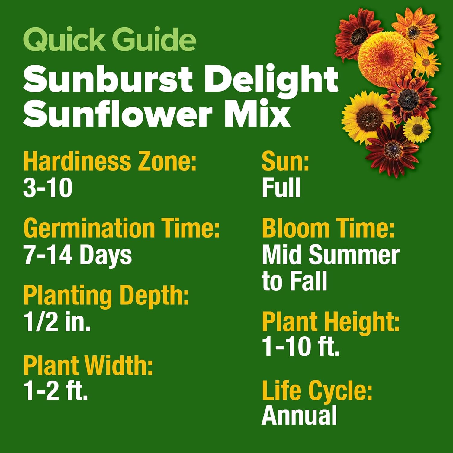 HOME GROWN English Lavender Seeds 1,500+ Non GMO Wildflower Seed for Planting Indoor/Outdoor, High Germination, Plant Flower Seeds (Lavandula antustifolia)