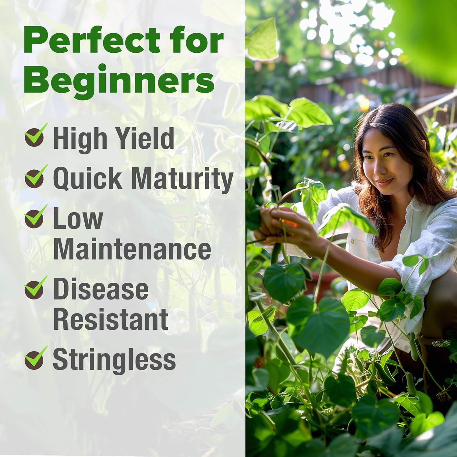 HOME GROWN English Lavender Seeds 1,500+ Non GMO Wildflower Seed for Planting Indoor/Outdoor, High Germination, Plant Flower Seeds (Lavandula antustifolia)