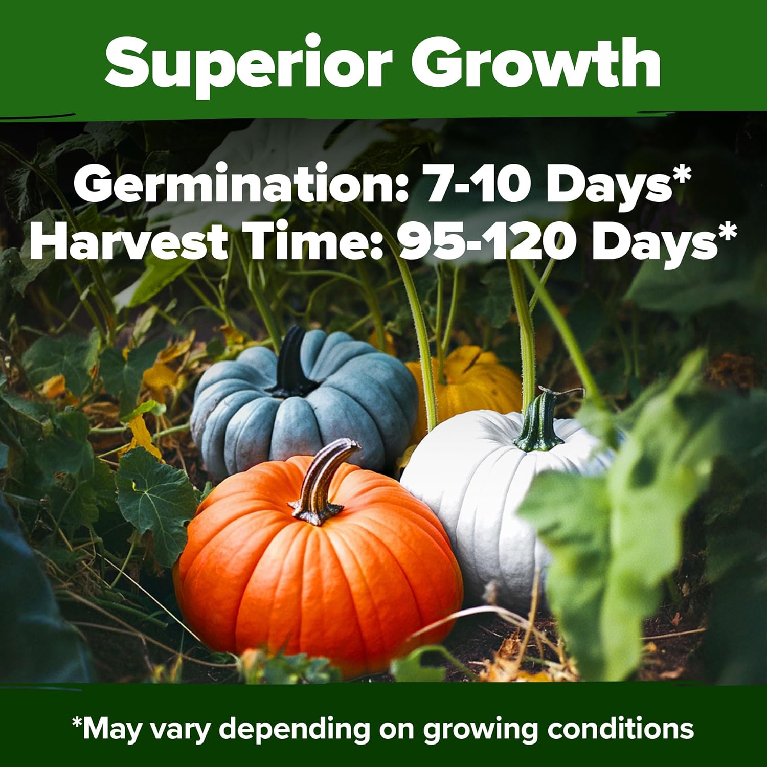 HOME GROWN English Lavender Seeds 1,500+ Non GMO Wildflower Seed for Planting Indoor/Outdoor, High Germination, Plant Flower Seeds (Lavandula antustifolia)