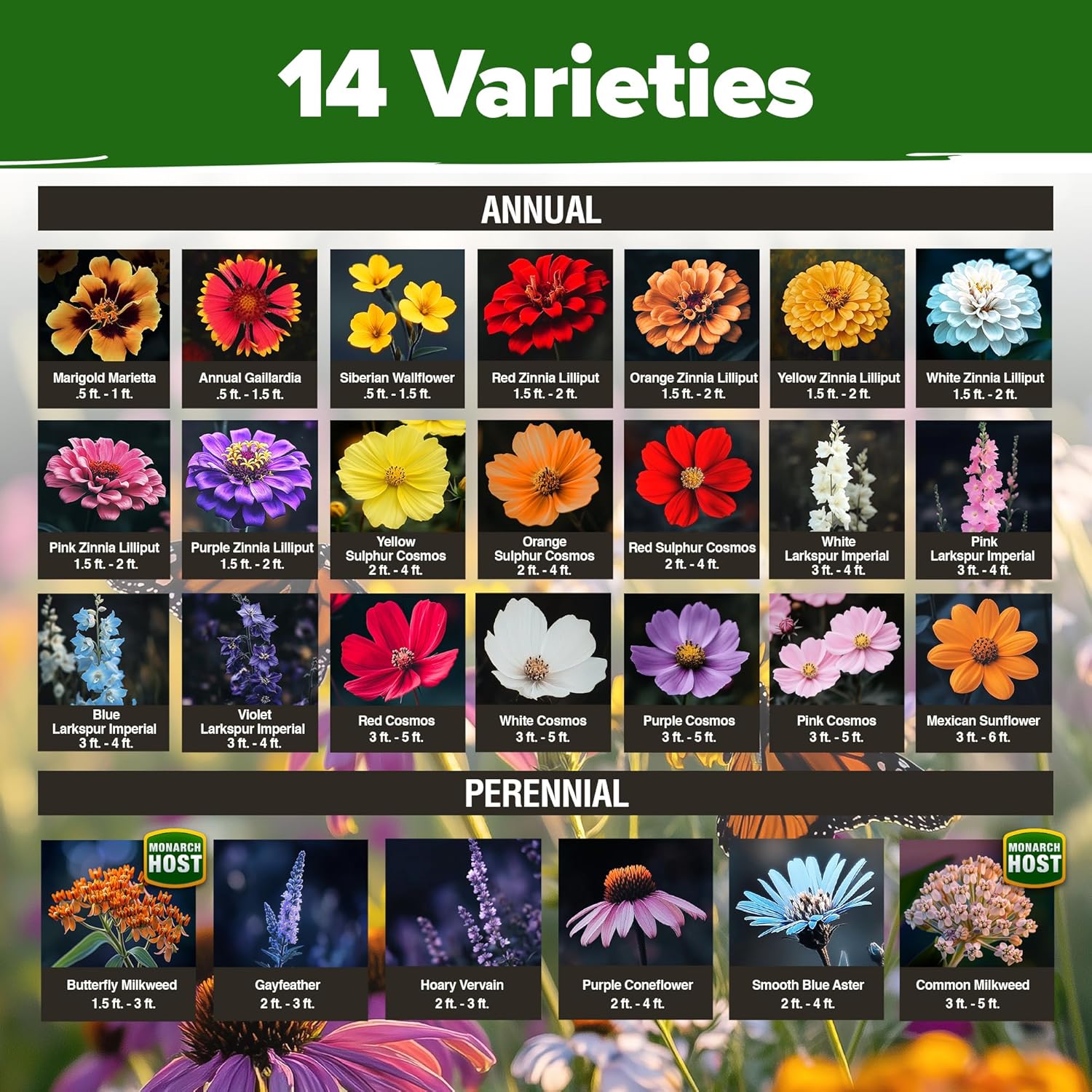 HOME GROWN English Lavender Seeds 1,500+ Non GMO Wildflower Seed for Planting Indoor/Outdoor, High Germination, Plant Flower Seeds (Lavandula antustifolia)