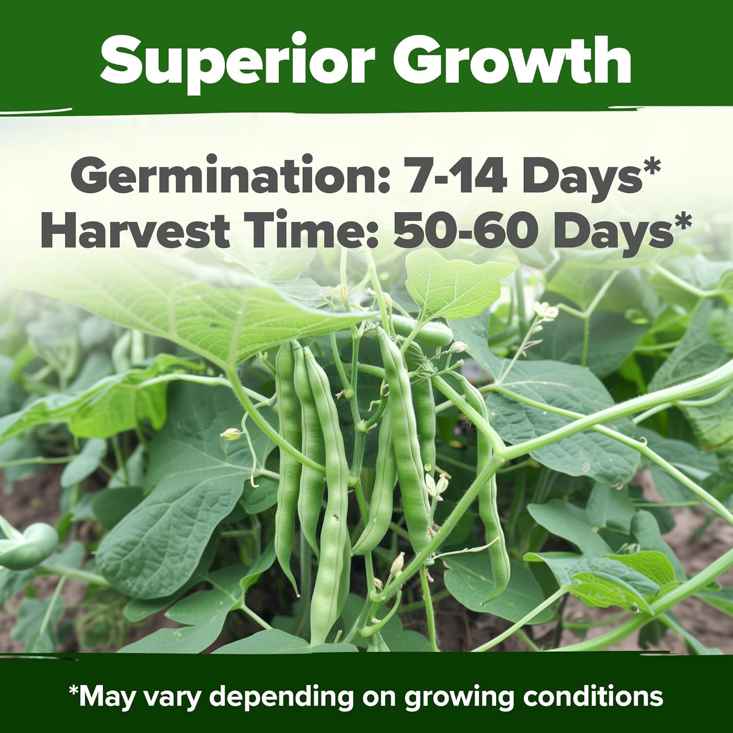 HOME GROWN English Lavender Seeds 1,500+ Non GMO Wildflower Seed for Planting Indoor/Outdoor, High Germination, Plant Flower Seeds (Lavandula antustifolia)