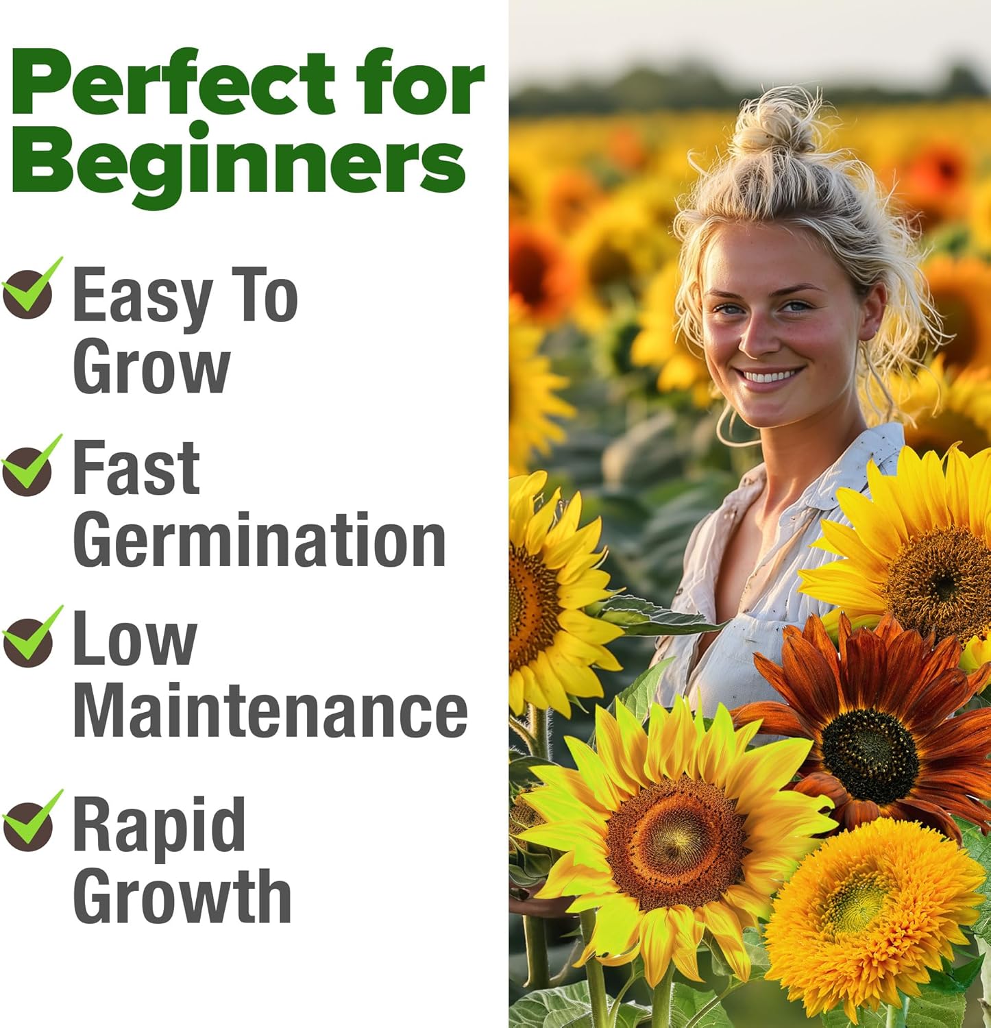 HOME GROWN English Lavender Seeds 1,500+ Non GMO Wildflower Seed for Planting Indoor/Outdoor, High Germination, Plant Flower Seeds (Lavandula antustifolia)