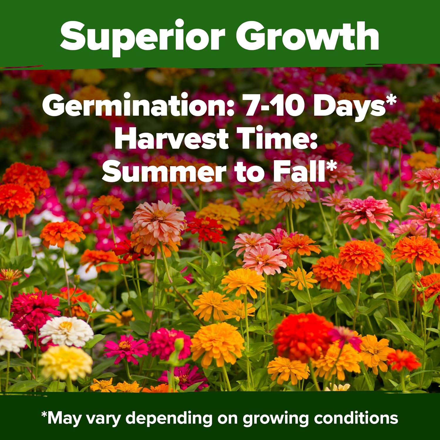 HOME GROWN English Lavender Seeds 1,500+ Non GMO Wildflower Seed for Planting Indoor/Outdoor, High Germination, Plant Flower Seeds (Lavandula antustifolia)