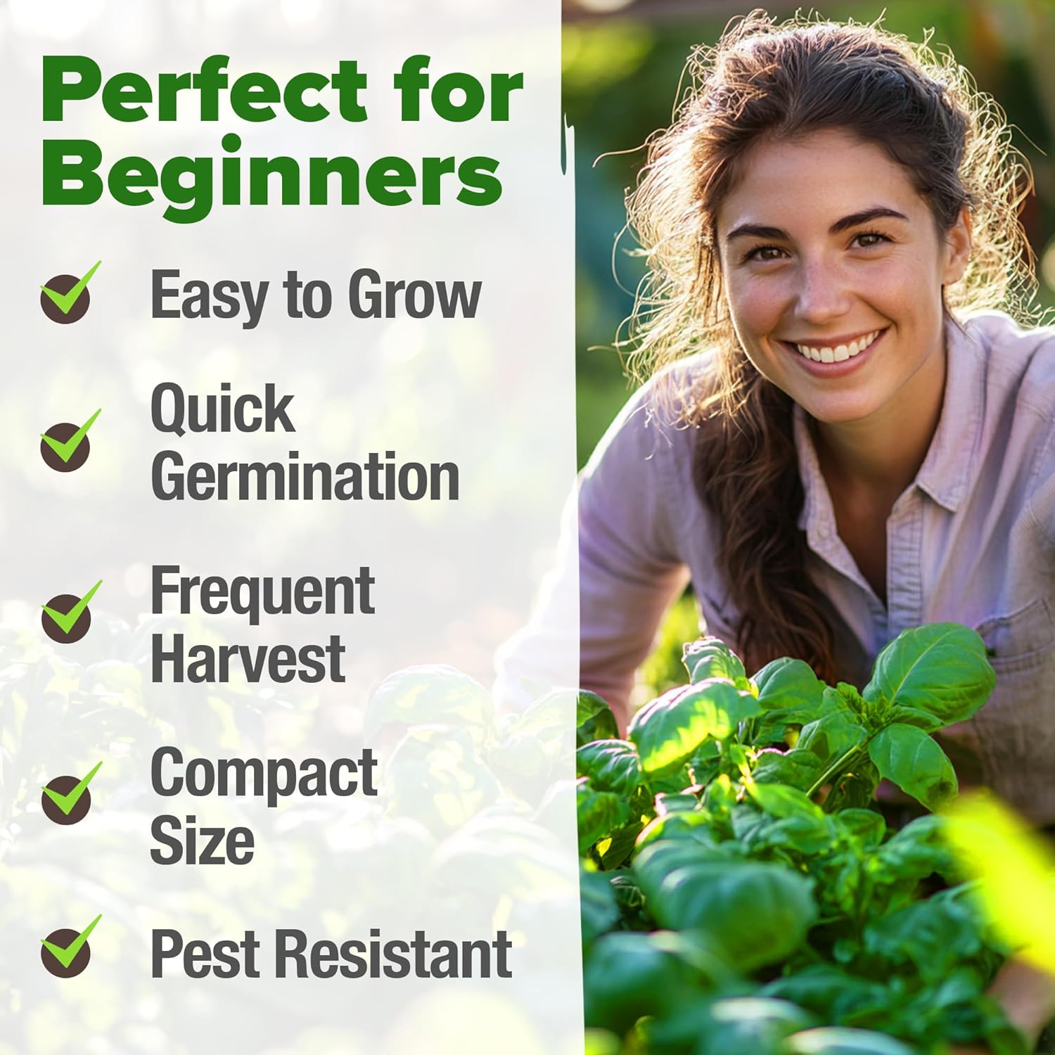 HOME GROWN English Lavender Seeds 1,500+ Non GMO Wildflower Seed for Planting Indoor/Outdoor, High Germination, Plant Flower Seeds (Lavandula antustifolia)