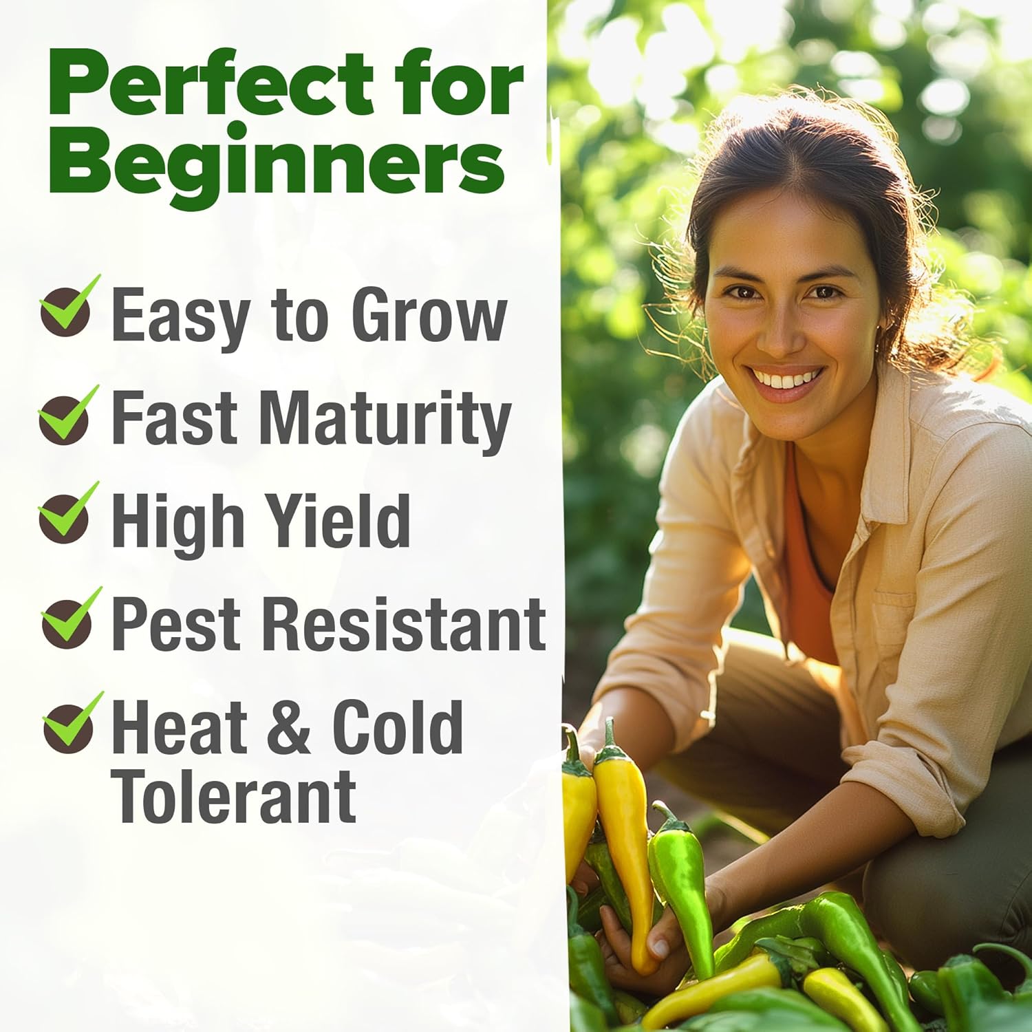 HOME GROWN English Lavender Seeds 1,500+ Non GMO Wildflower Seed for Planting Indoor/Outdoor, High Germination, Plant Flower Seeds (Lavandula antustifolia)